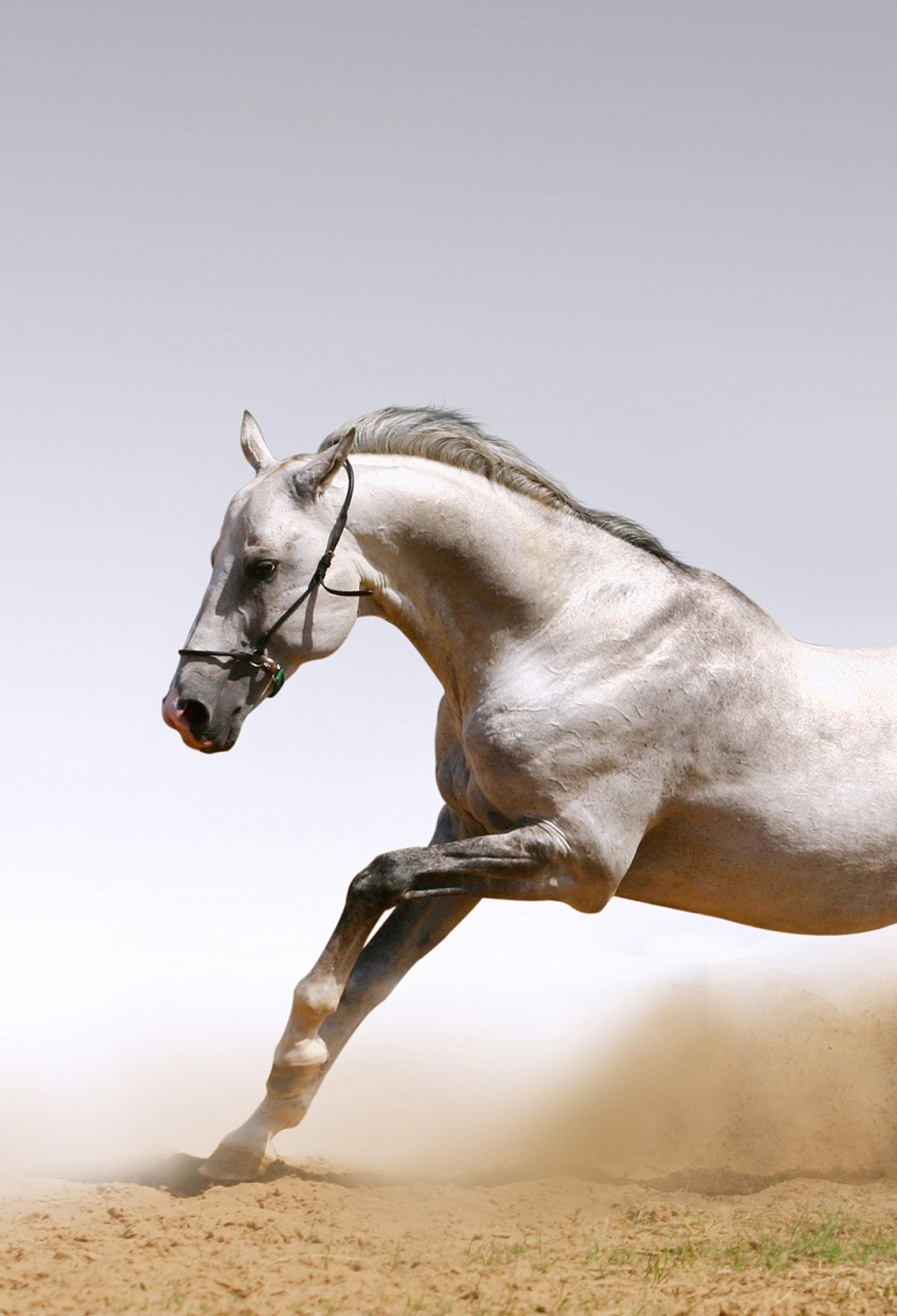 Horse Wallpaper for iPhone 11, Pro Max