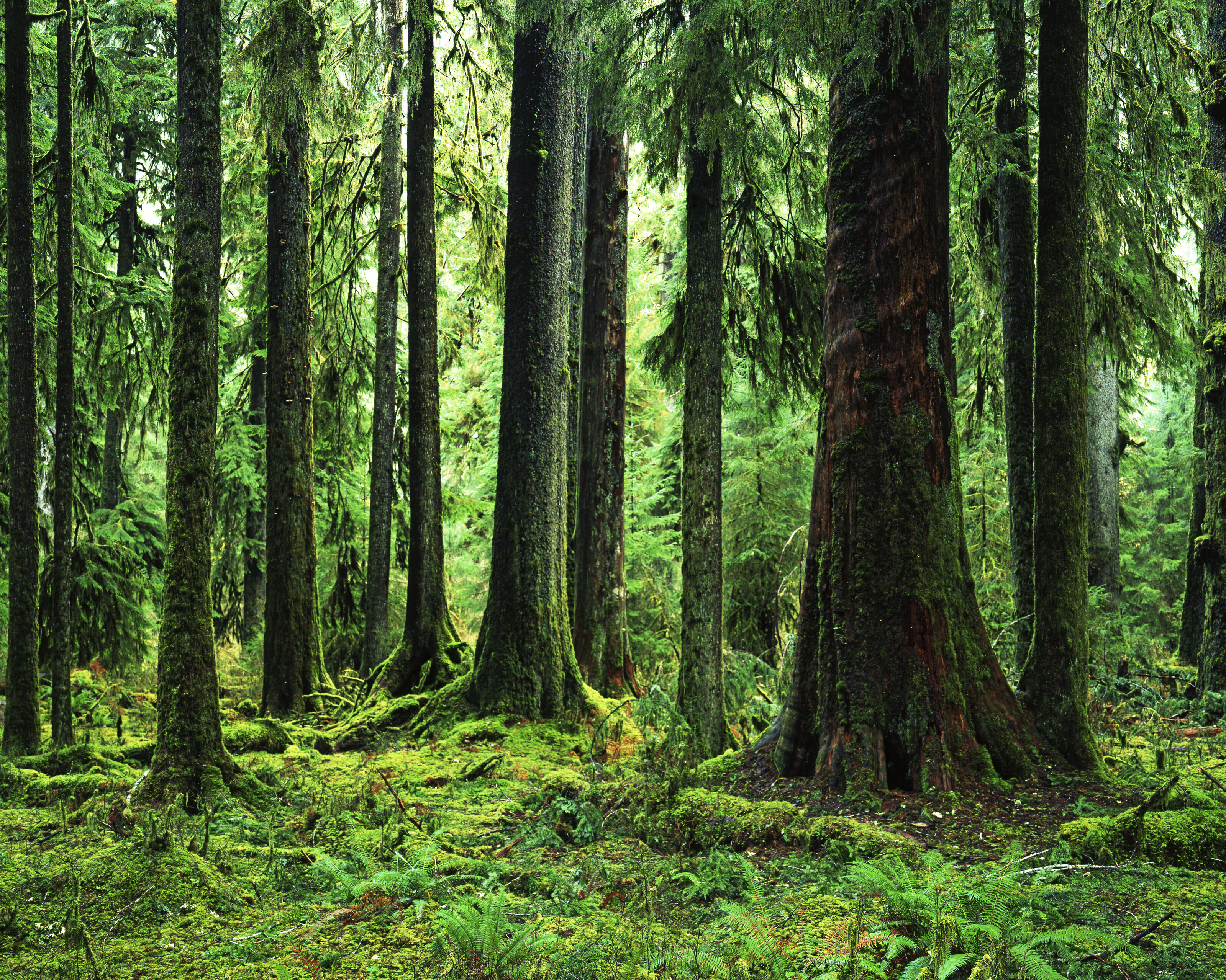 Forest Wallpaper Mural