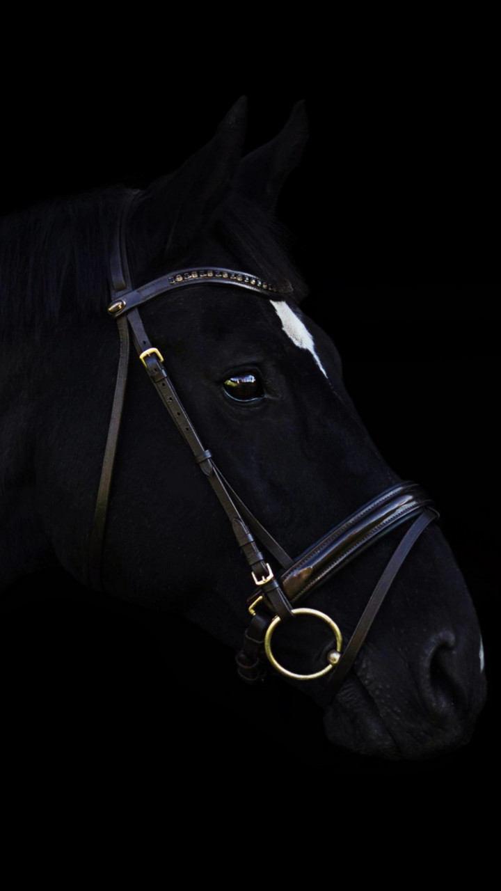 Wallpaper horse, cute animals, black