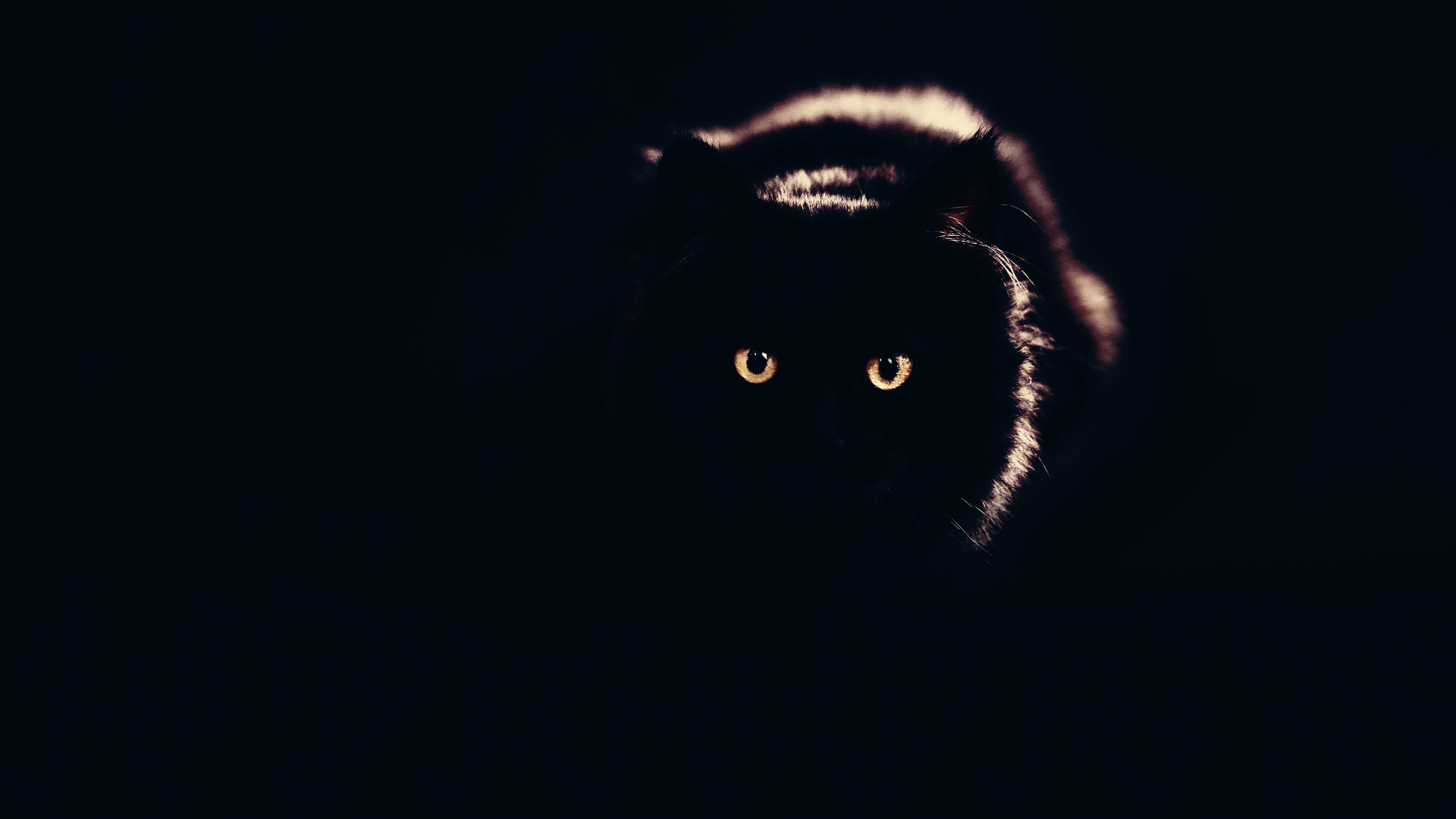Black Cat Wallpaper 8K