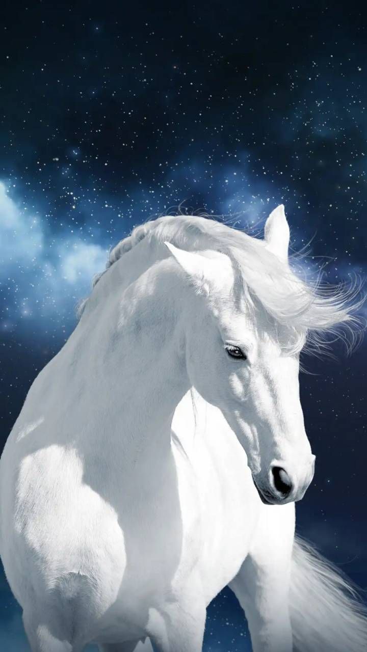 Download White horse Wallpaper