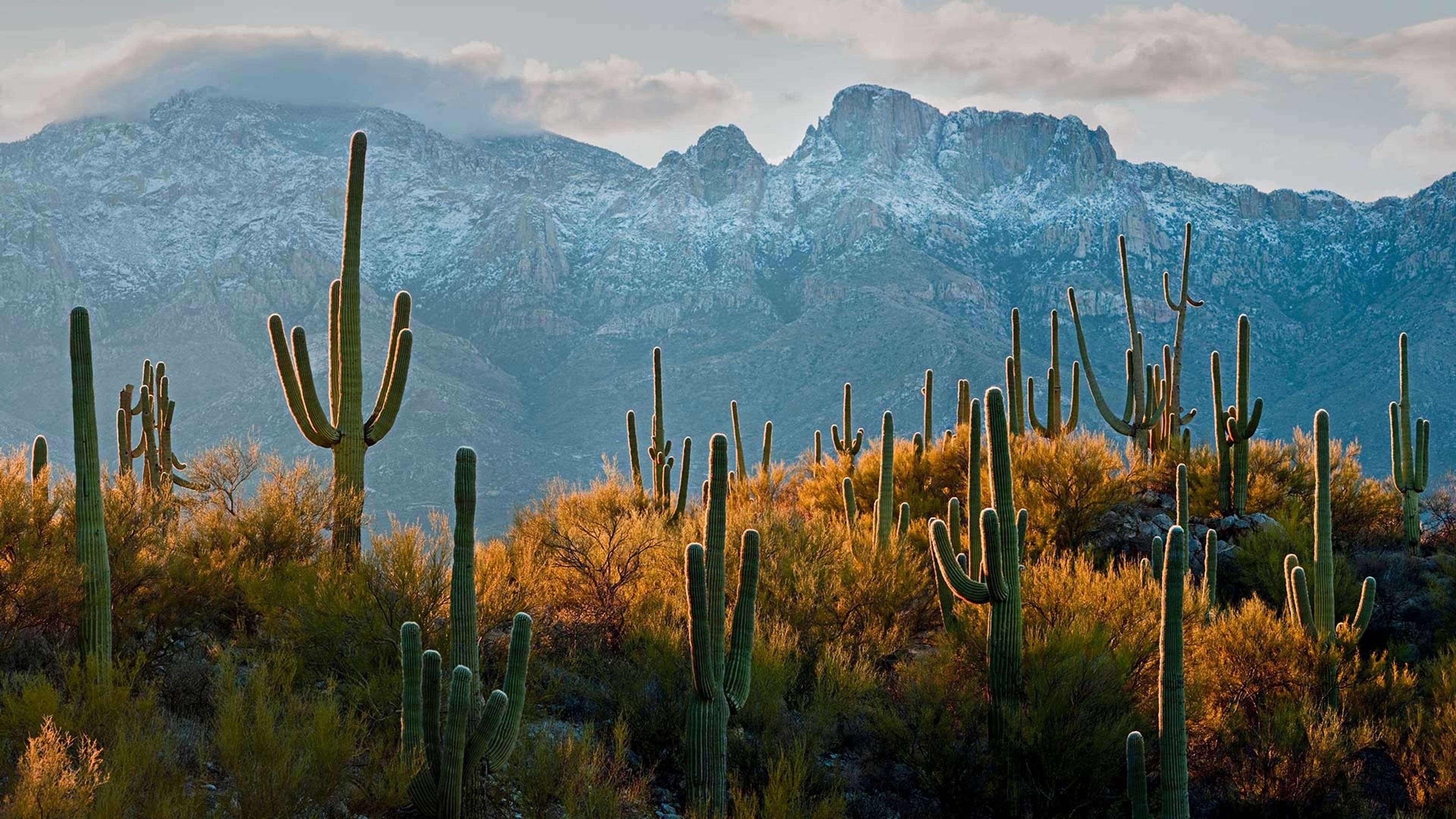 Saguaro cacti in the Sonoran Desert