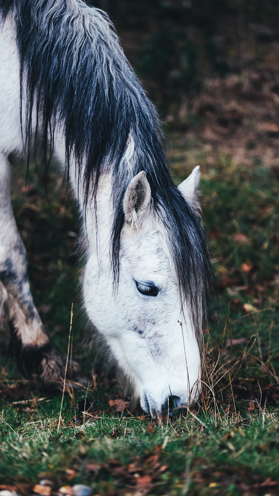 White Horse iPhone Wallpaper HD 4K