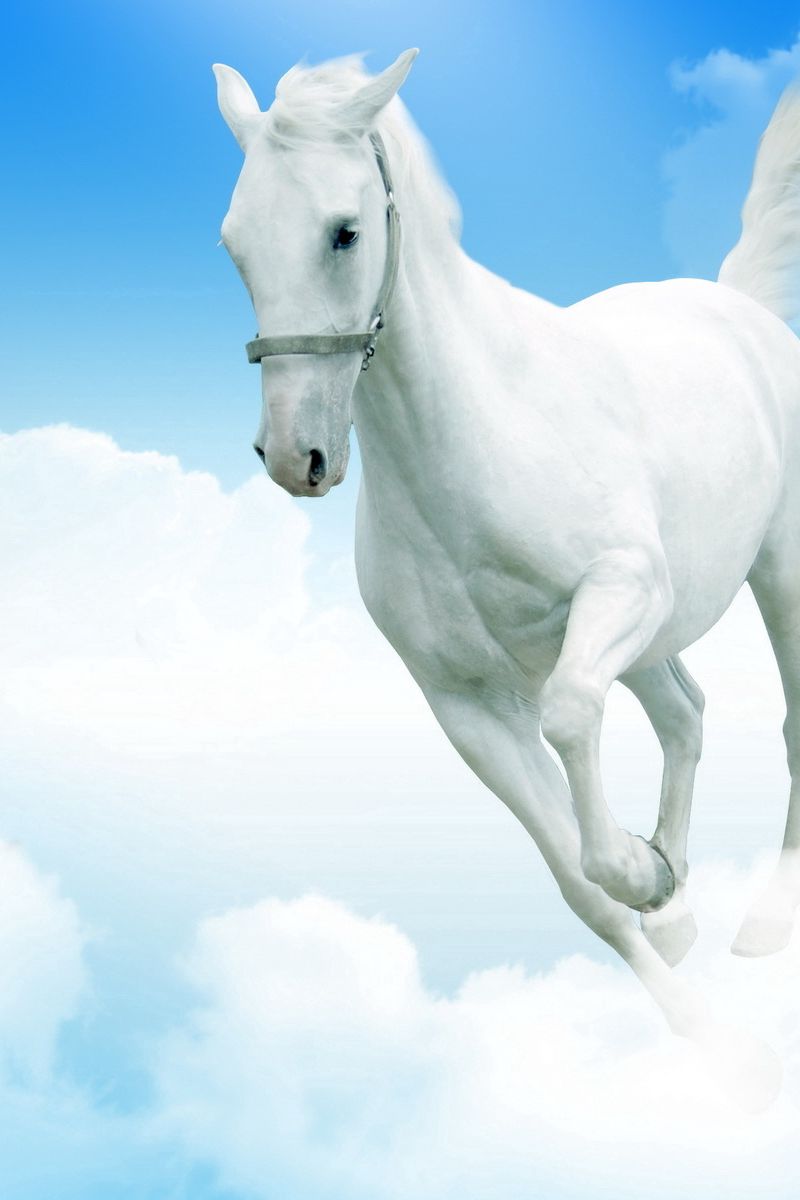 Download wallpaper 800x1200 white horse