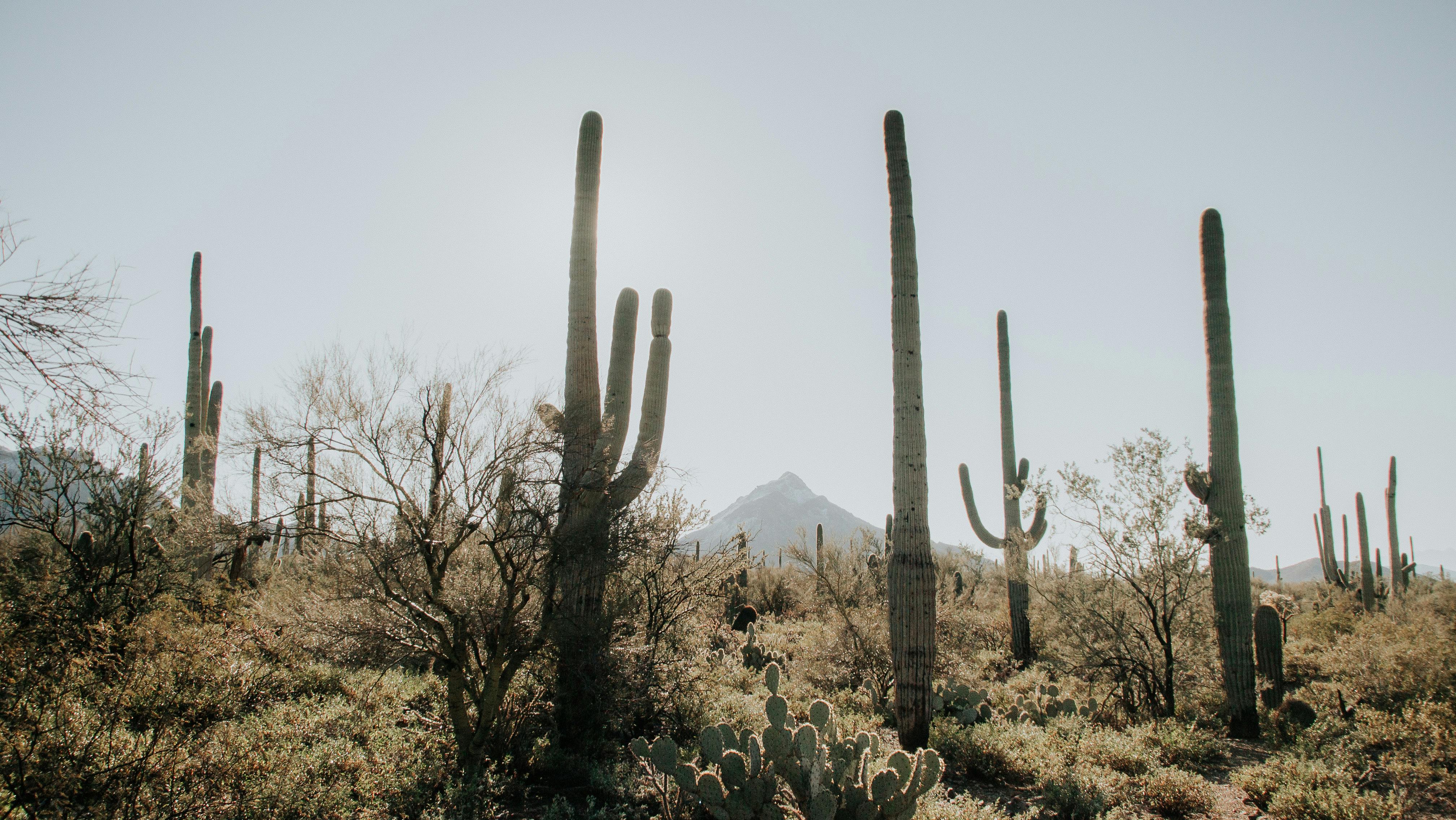 Arizona Desert Photo, Download
