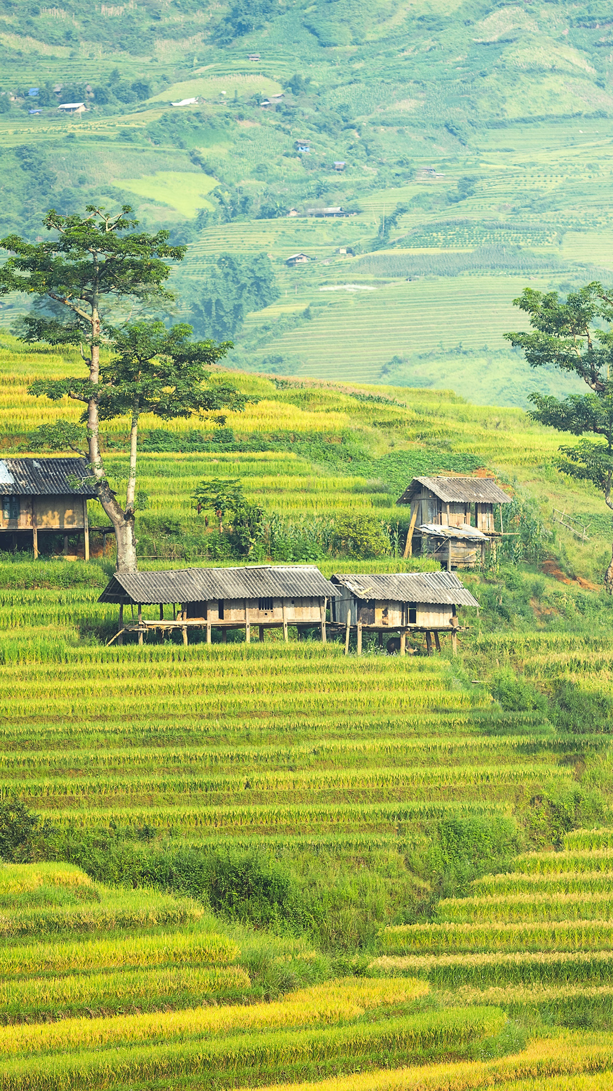 Nature Green Countryside House