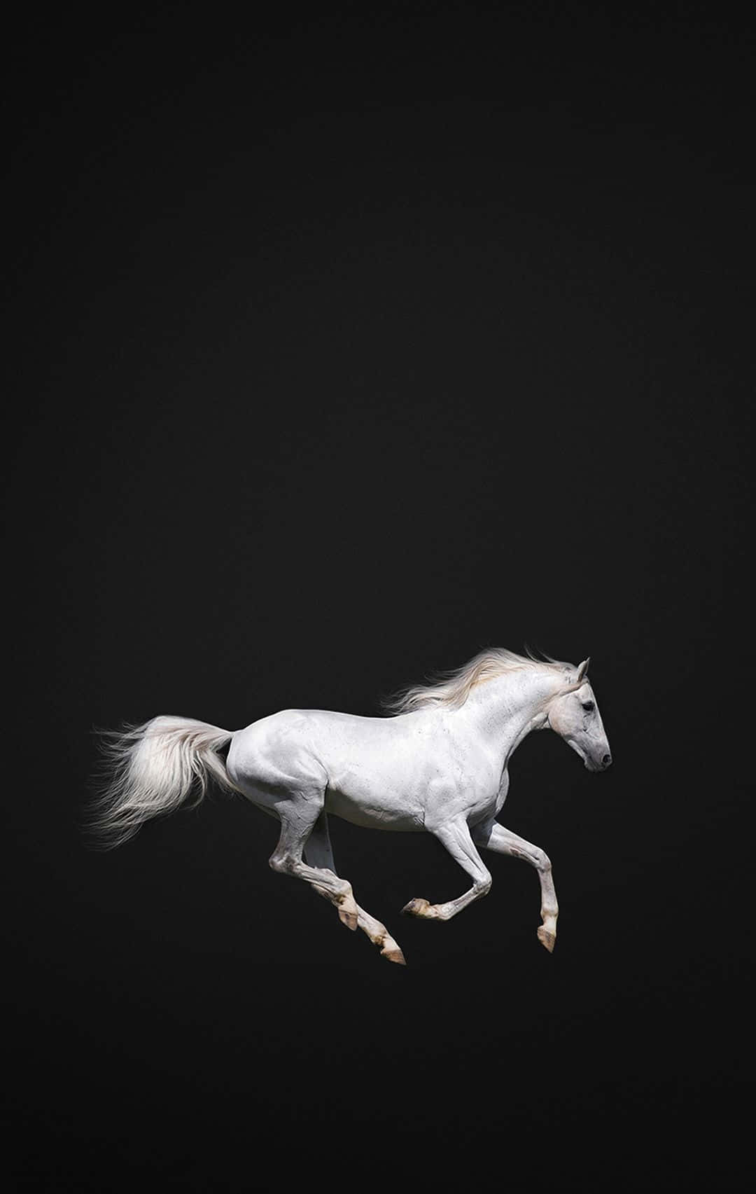 majestic horse running