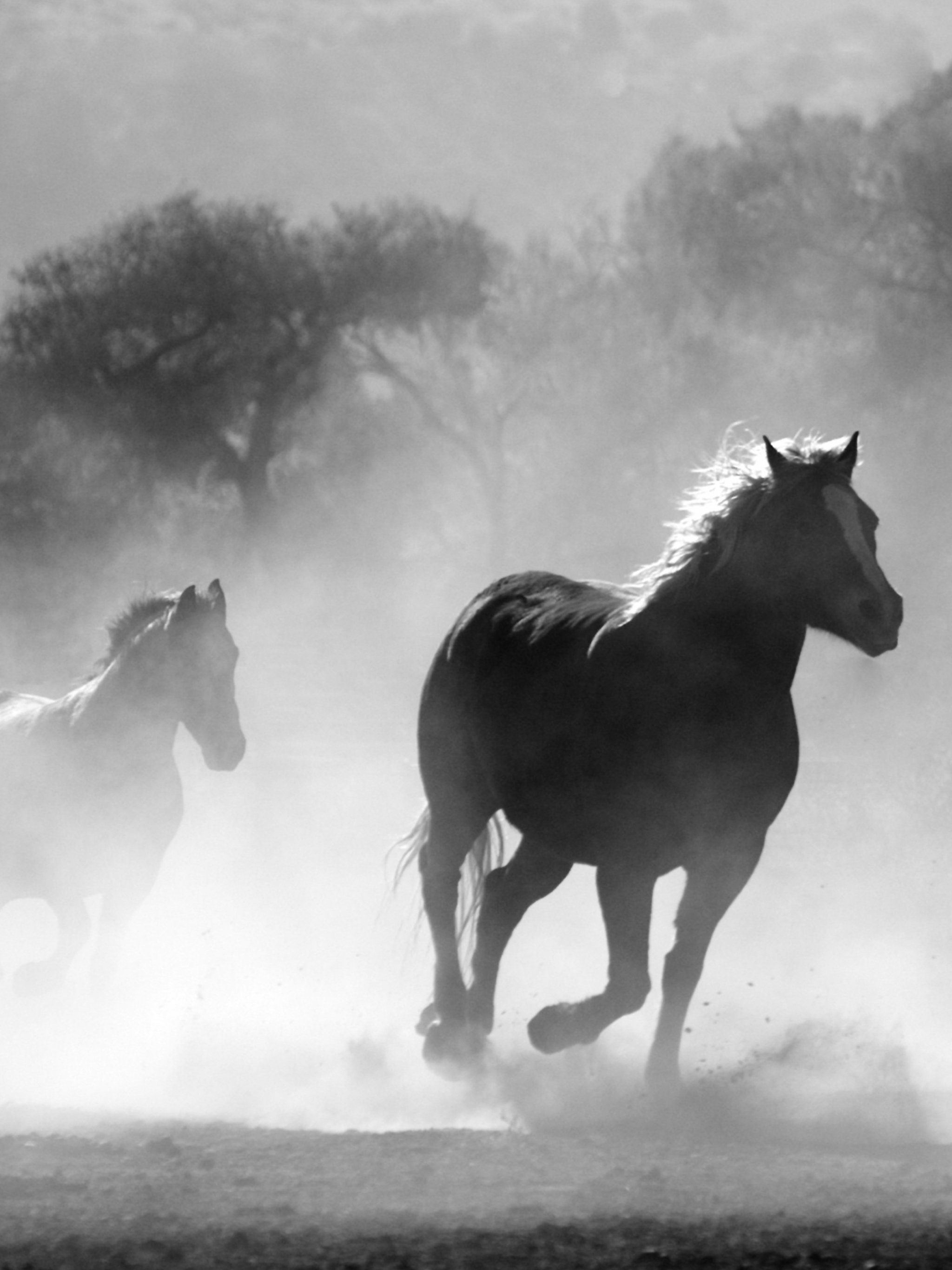 Horses in the Mist Wallpaper