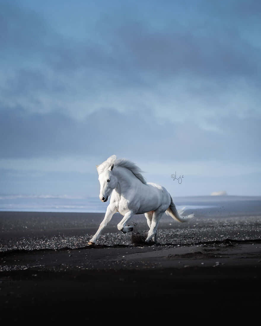 White Horse iPhone Wallpapers - Wallpaper Cave