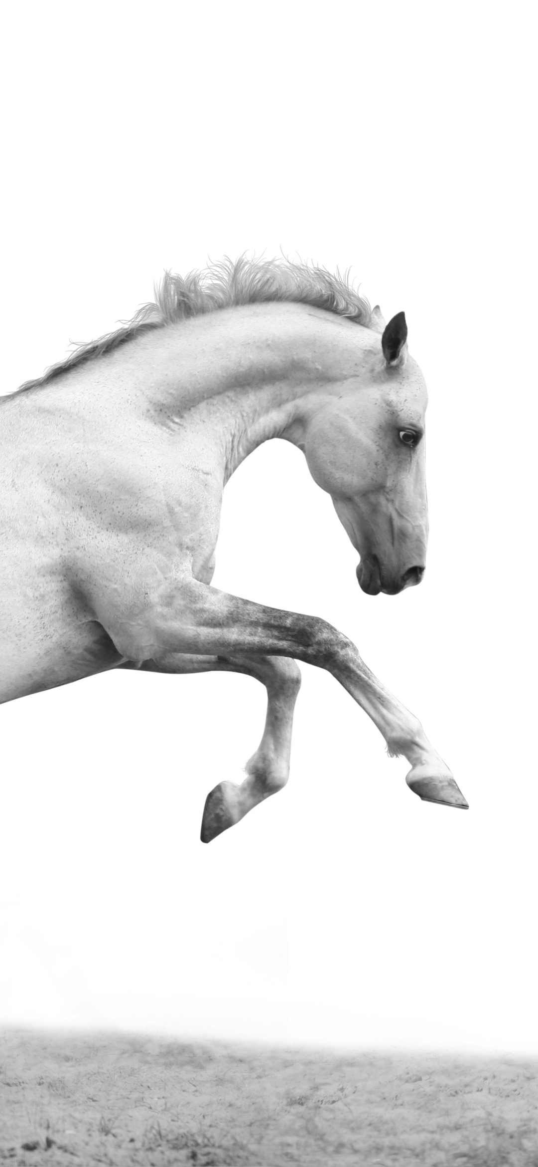 Horse Phone Wallpaper