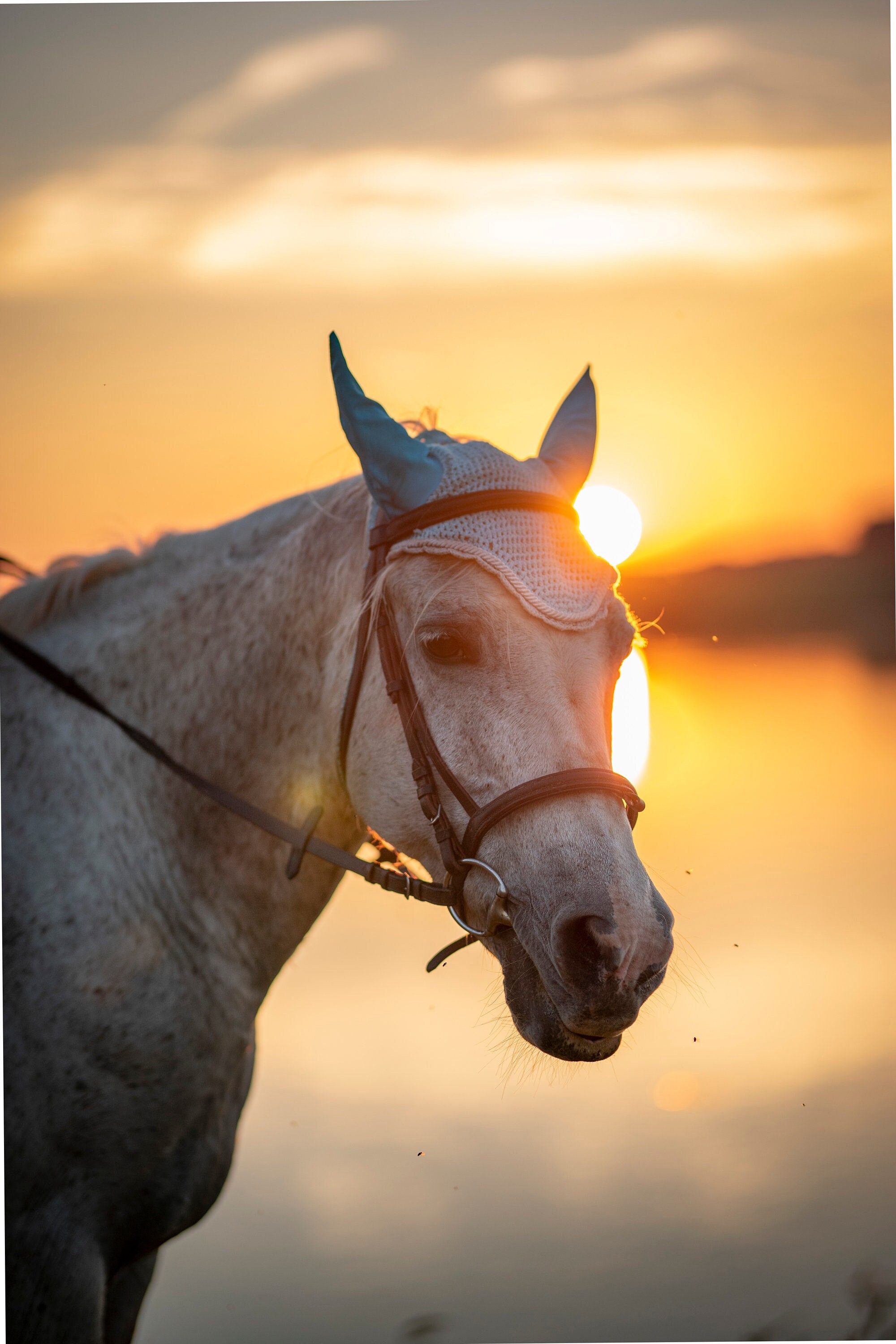 Phone Background Horse Photo