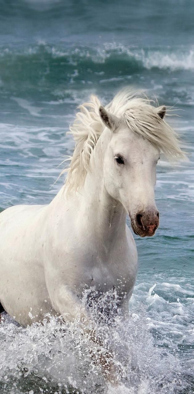 Ringtones. Horses, Horse wallpaper