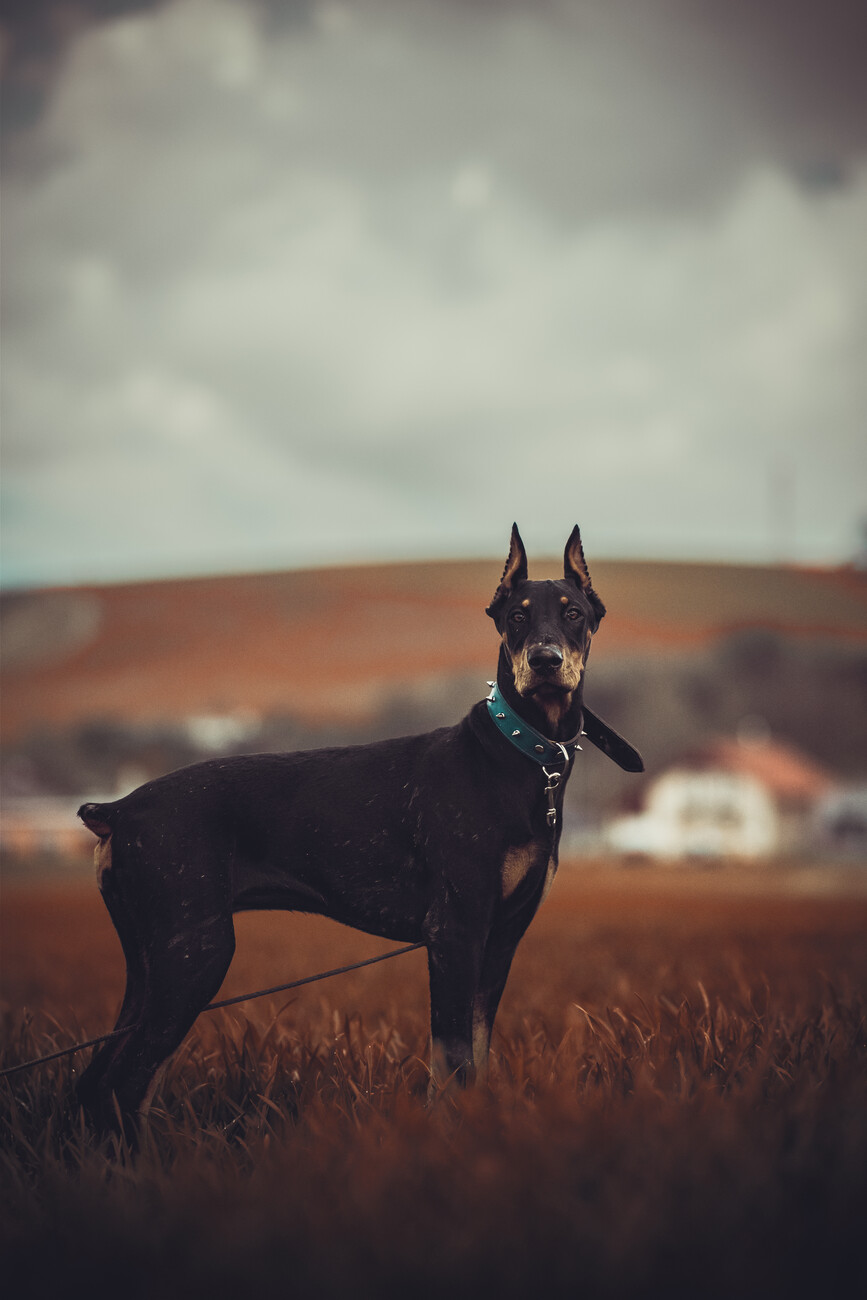 Doberman Guardian Portrait. Posters
