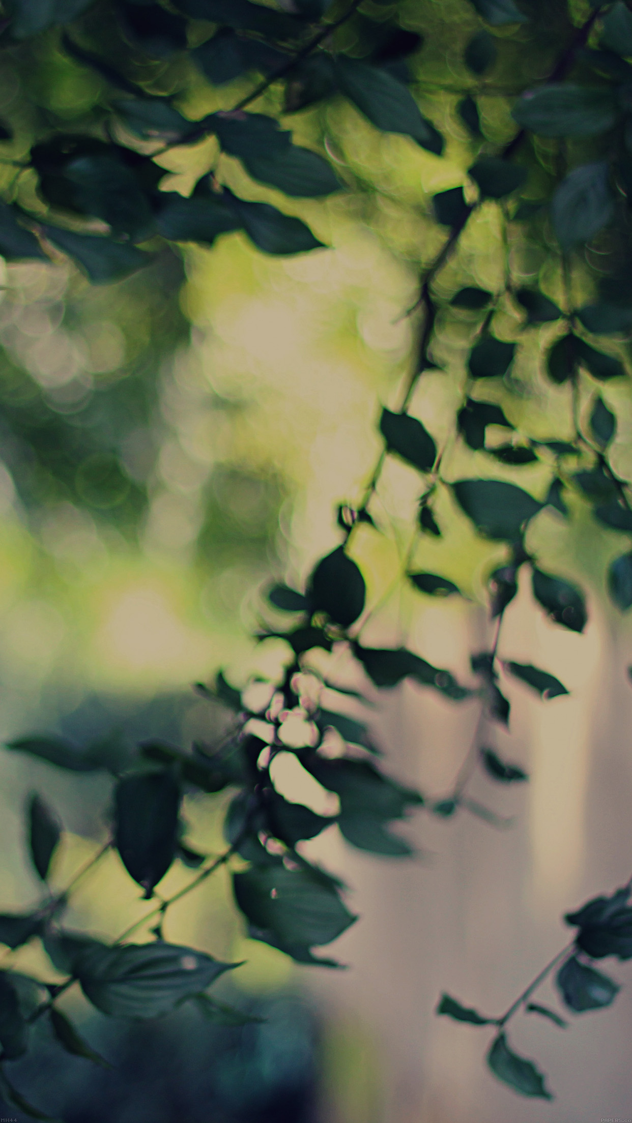 Tree Bokeh Calm Lovely Morning