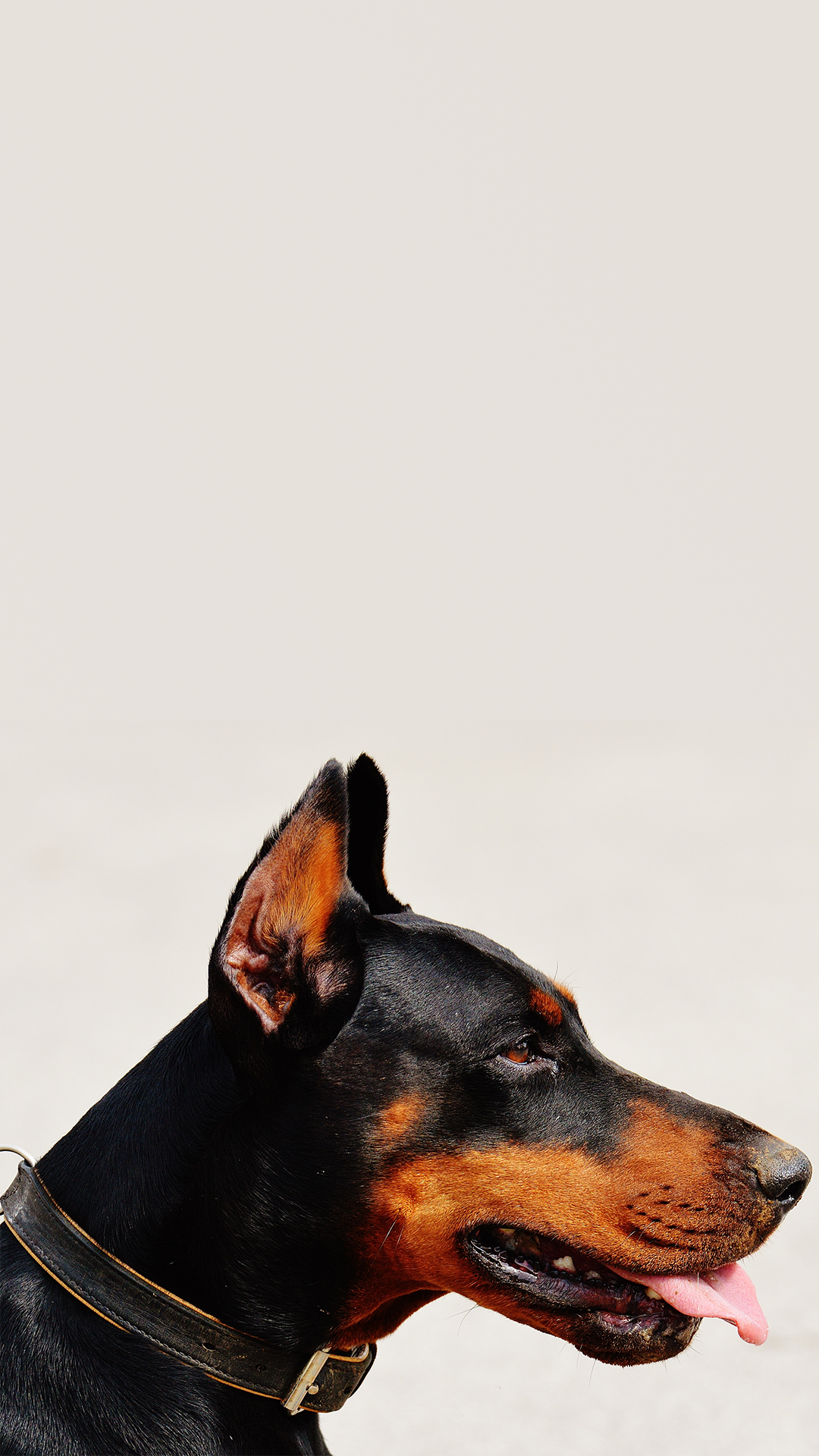 Doberman iPhone Background