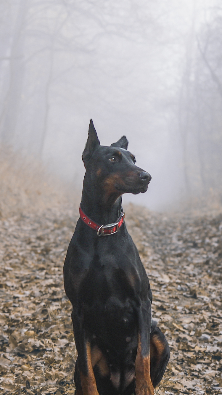 Download wallpaper 750x1334 dobermann