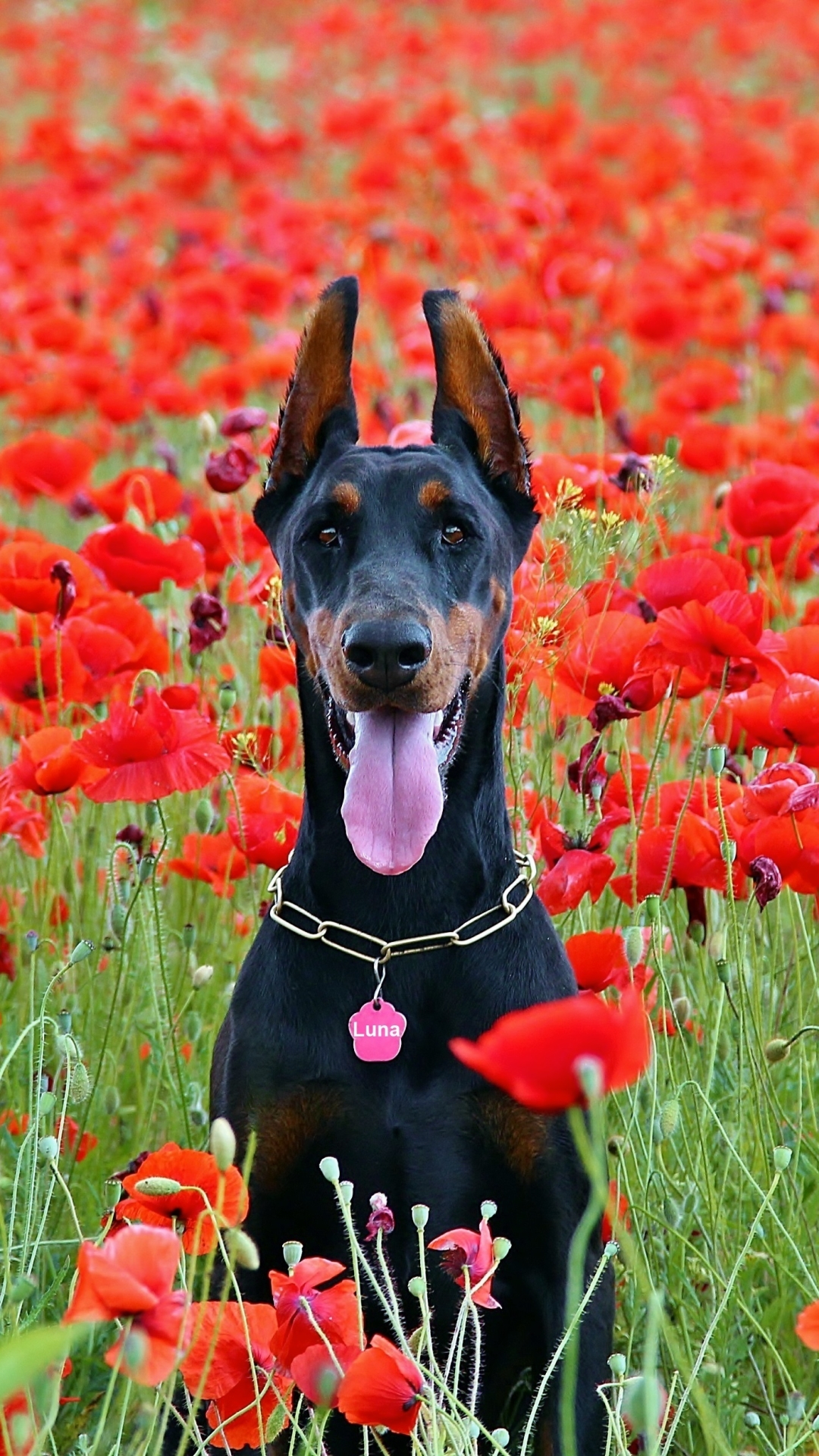 Dogs, Flower, Dog, Animal, Poppy