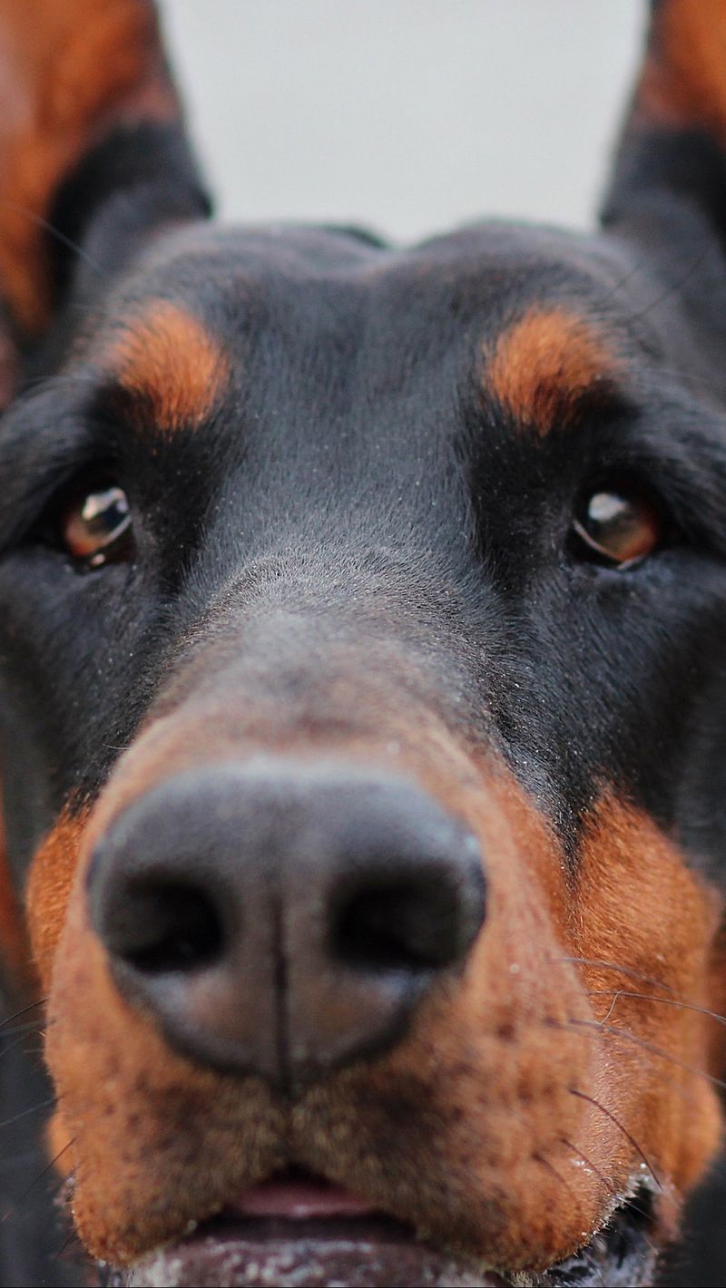 Download wallpaper 800x1420 doberman