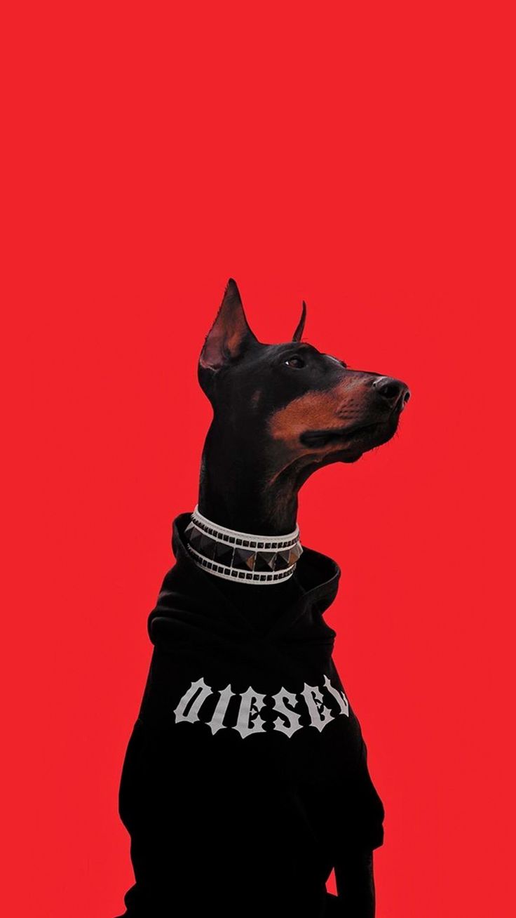 Black doberman, Doberman pinscher dog