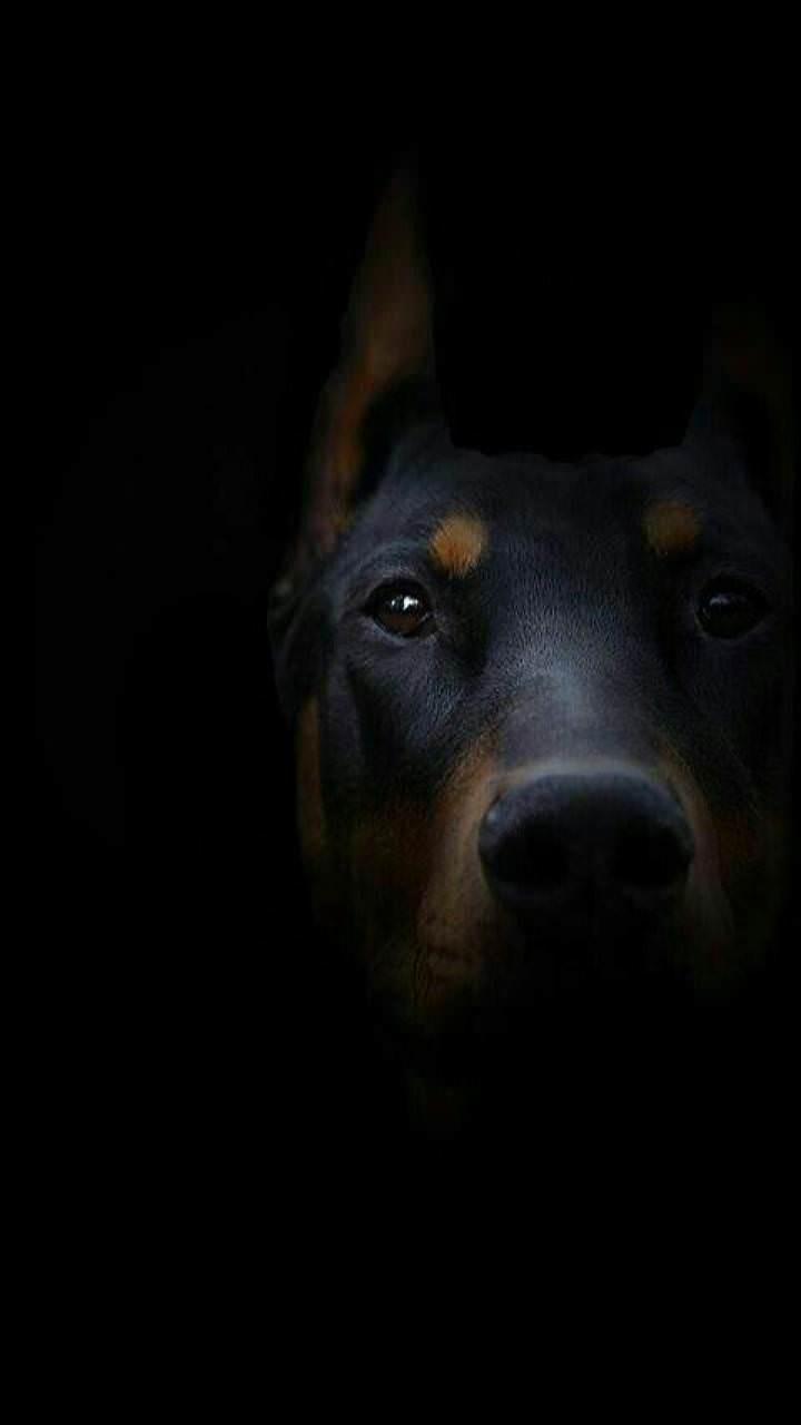 Doberman Wallpaper: Doberman Pinscher