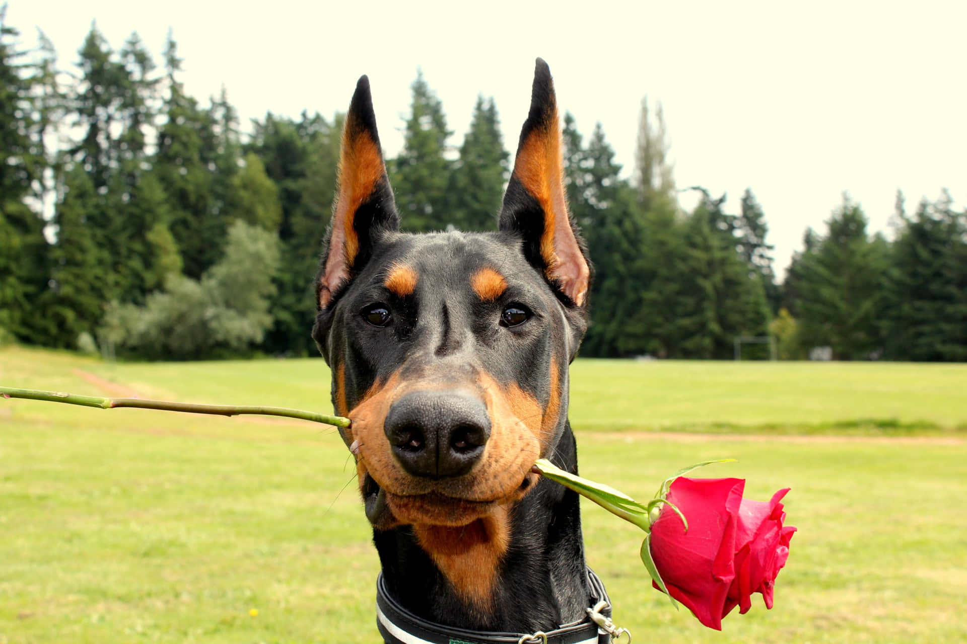 Download A daring and loyal Doberman resting Wallpaper