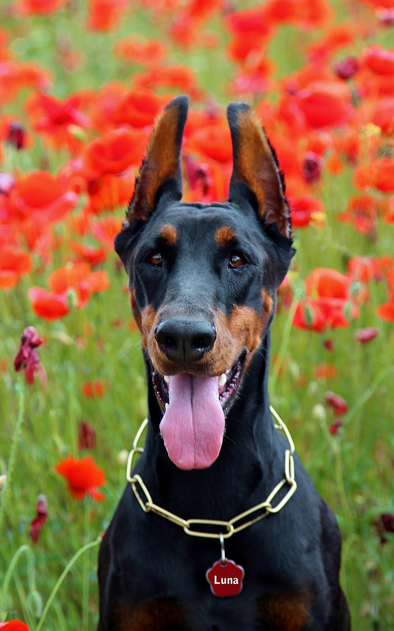 Doberman Dog Headache Poppy