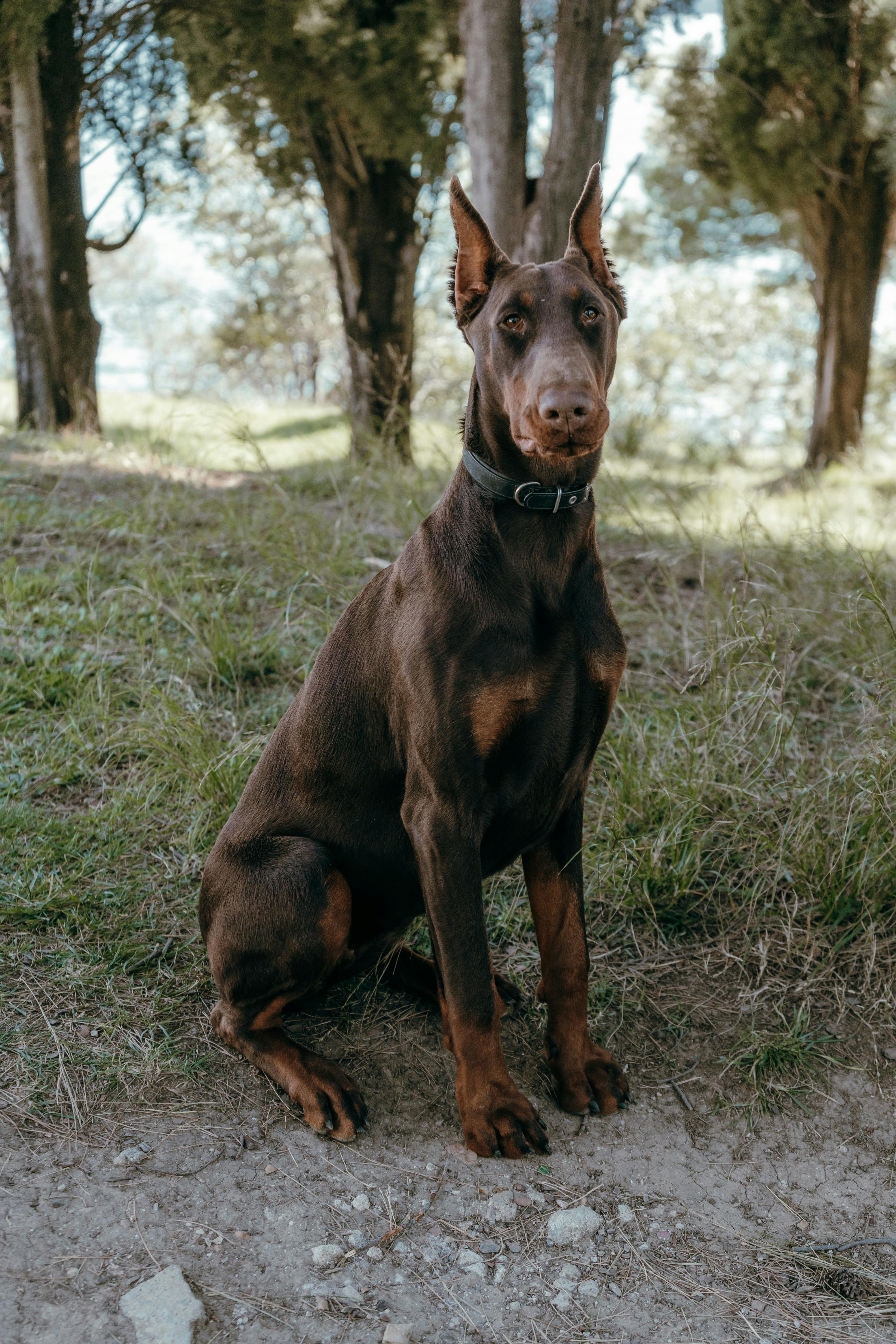 Doberman Pinscher Photo, Download