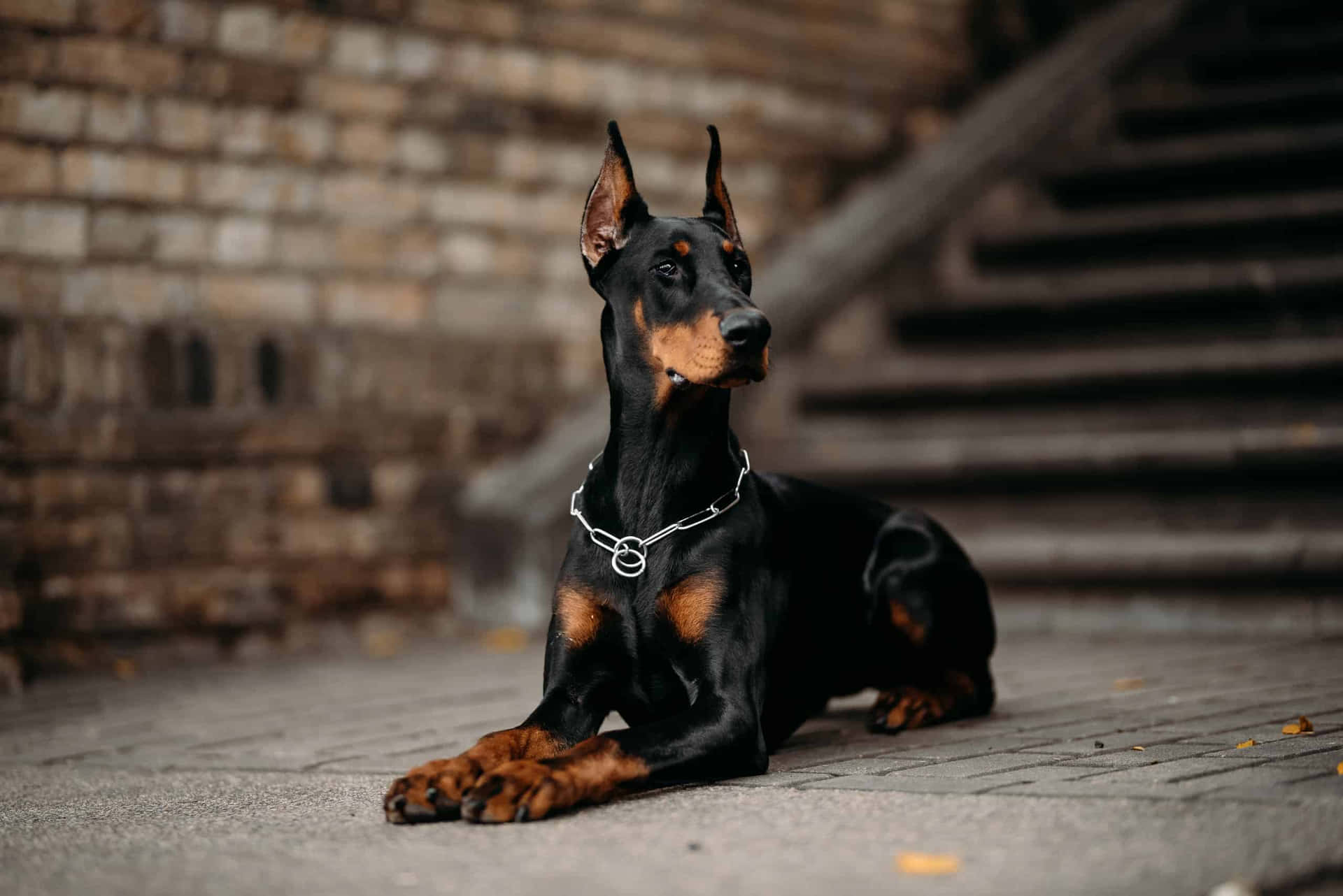Doberman Picture