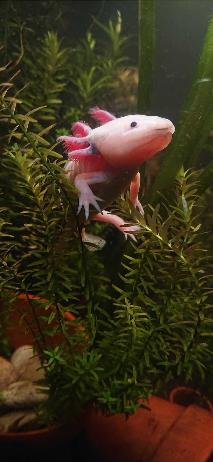 Axolotl pet, Axolotl cute, Axolotl