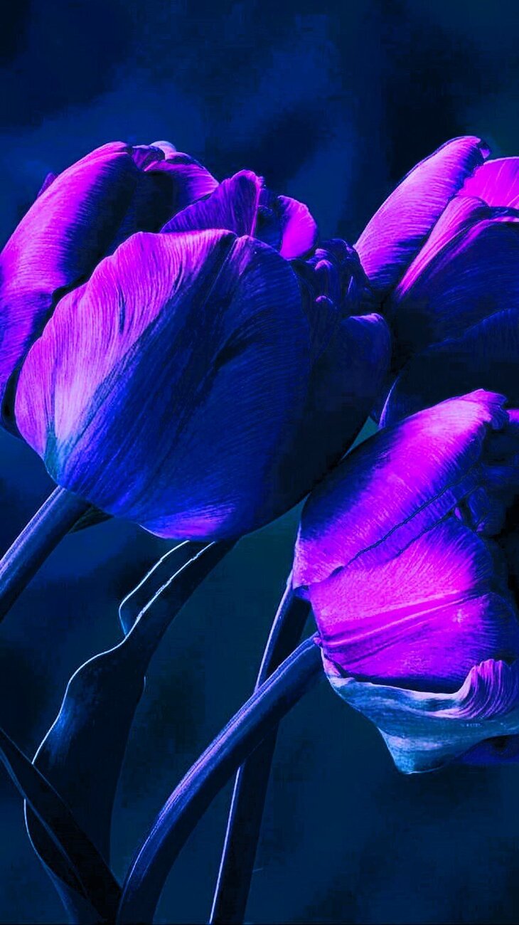 Desktop Wallpaper Purple Tulip Flower