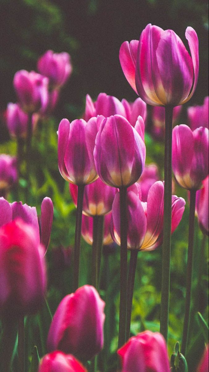 Pink Tulips in the Garden