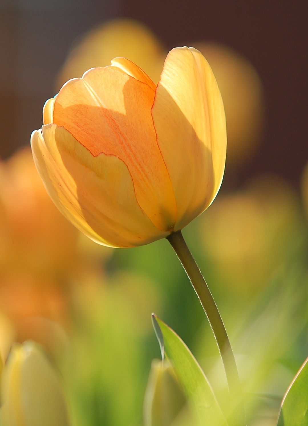 Tulips At Sunrise iPhone Wallpaper