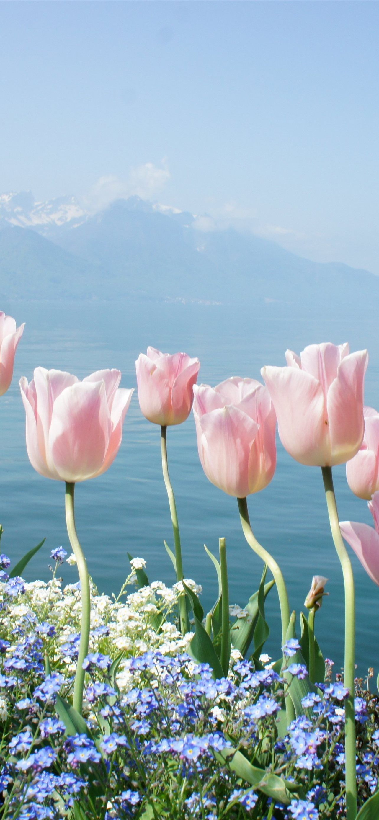 tulip #tulip. Tulips, Rose quartz
