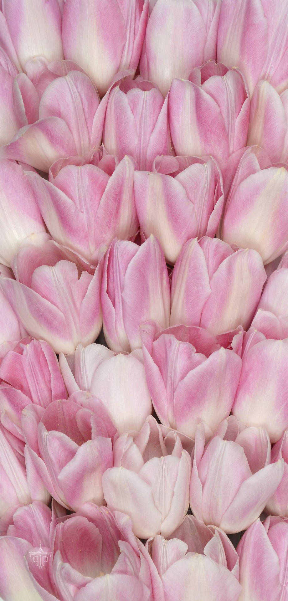 Download free Pink Tulips Floral iPhone