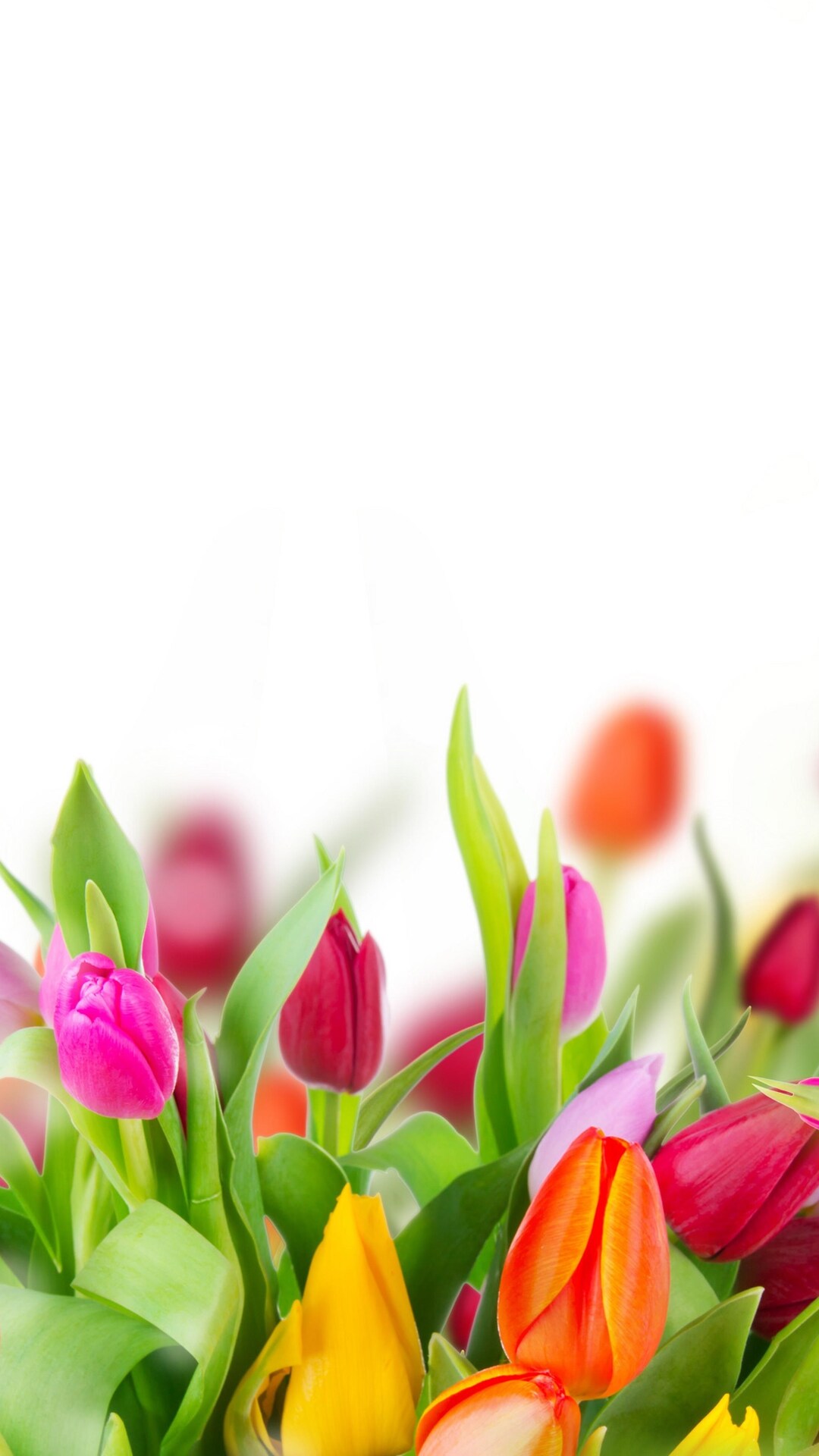 Colorful Tulips iPhone 7, 6s, 6