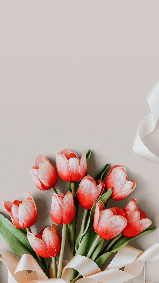 Red tulips, Flower background wallpaper