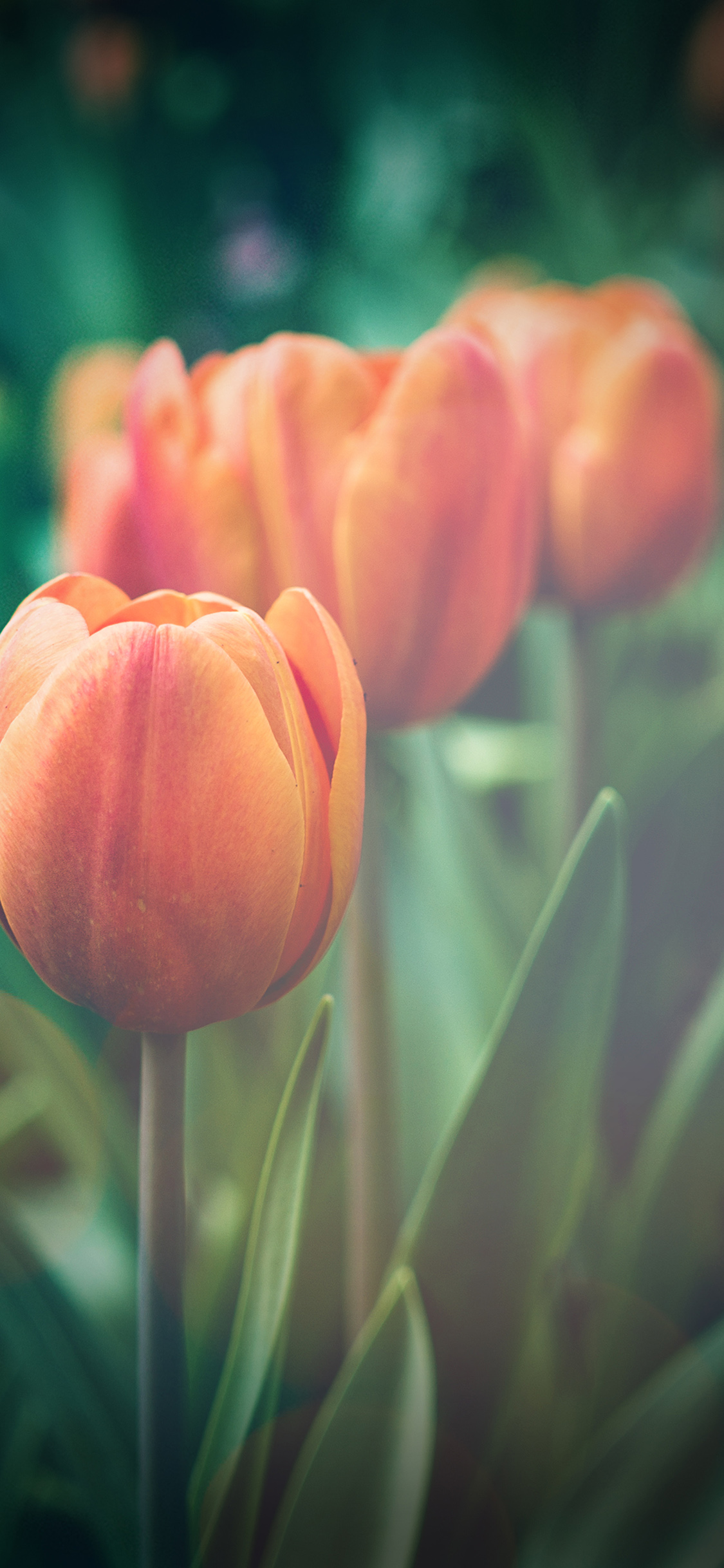 iPhoneXpapers tulip green