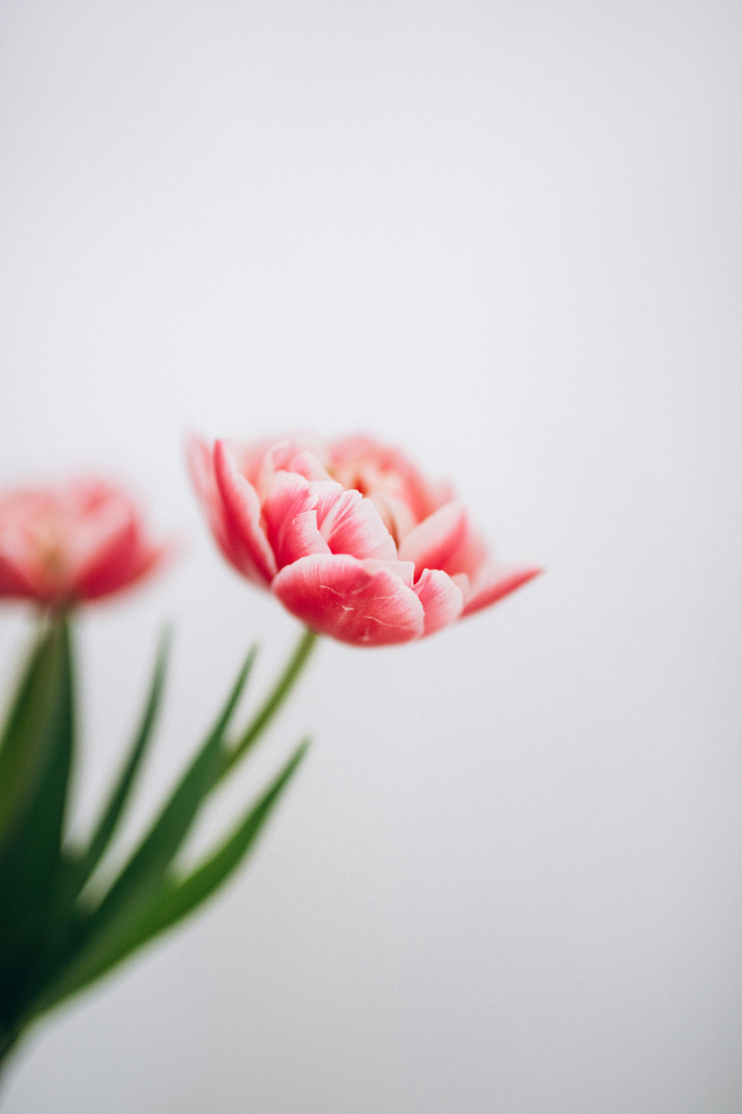 Pink Tulips on White Background · Free