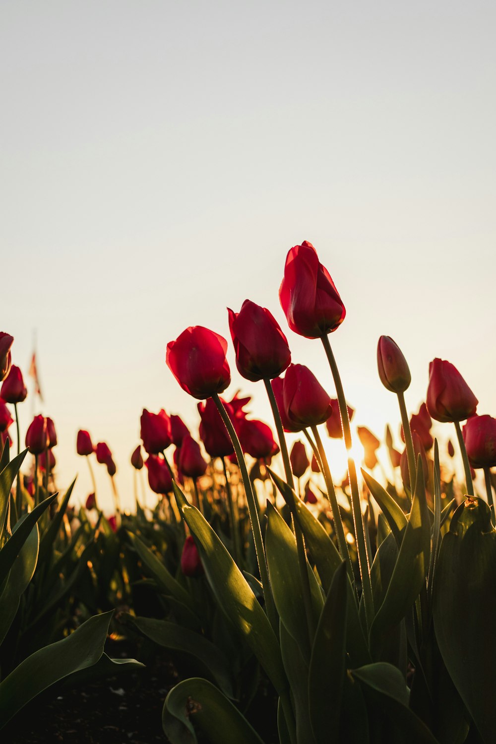 A field of red tulips with the sun