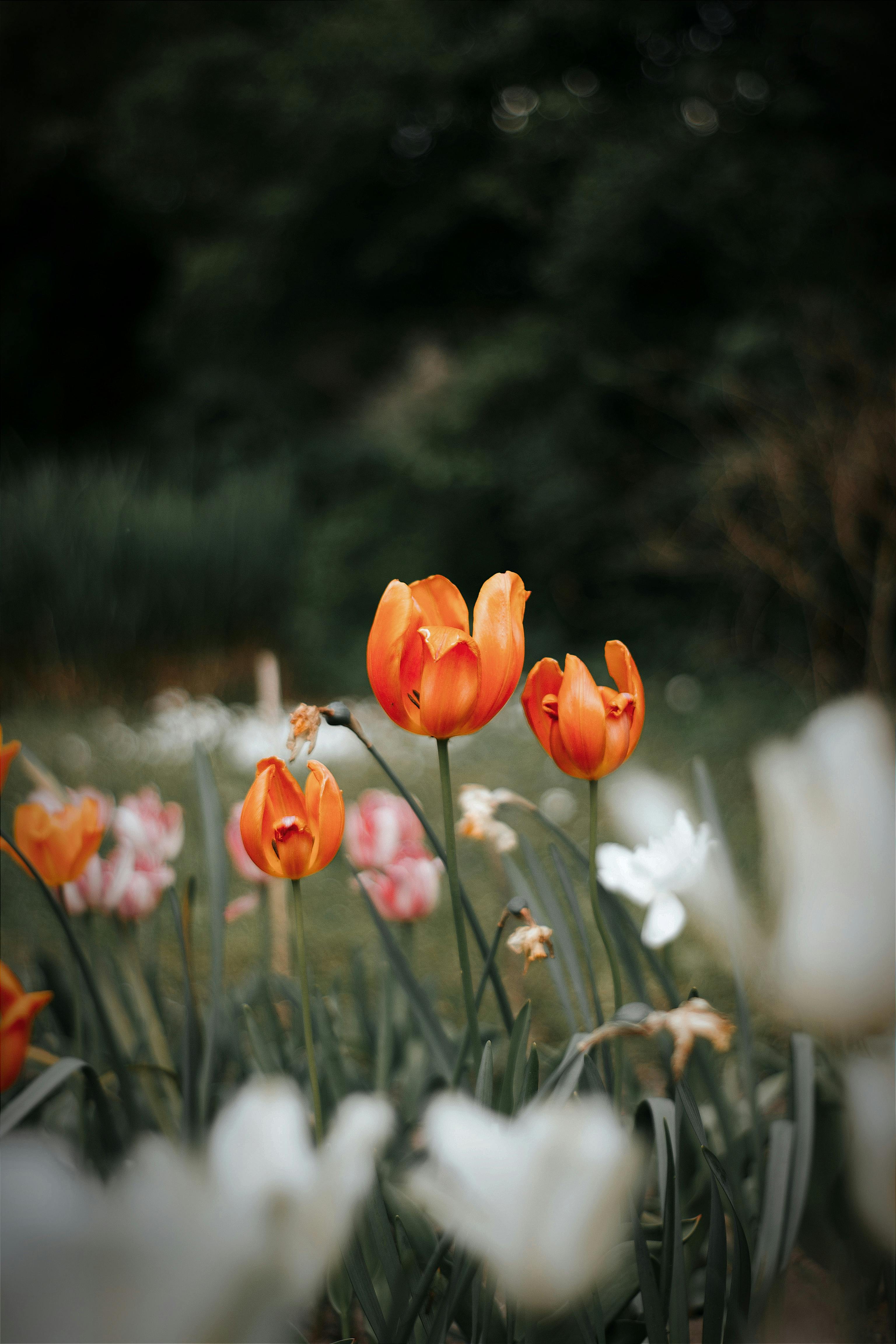 Tulips on a Field · Free