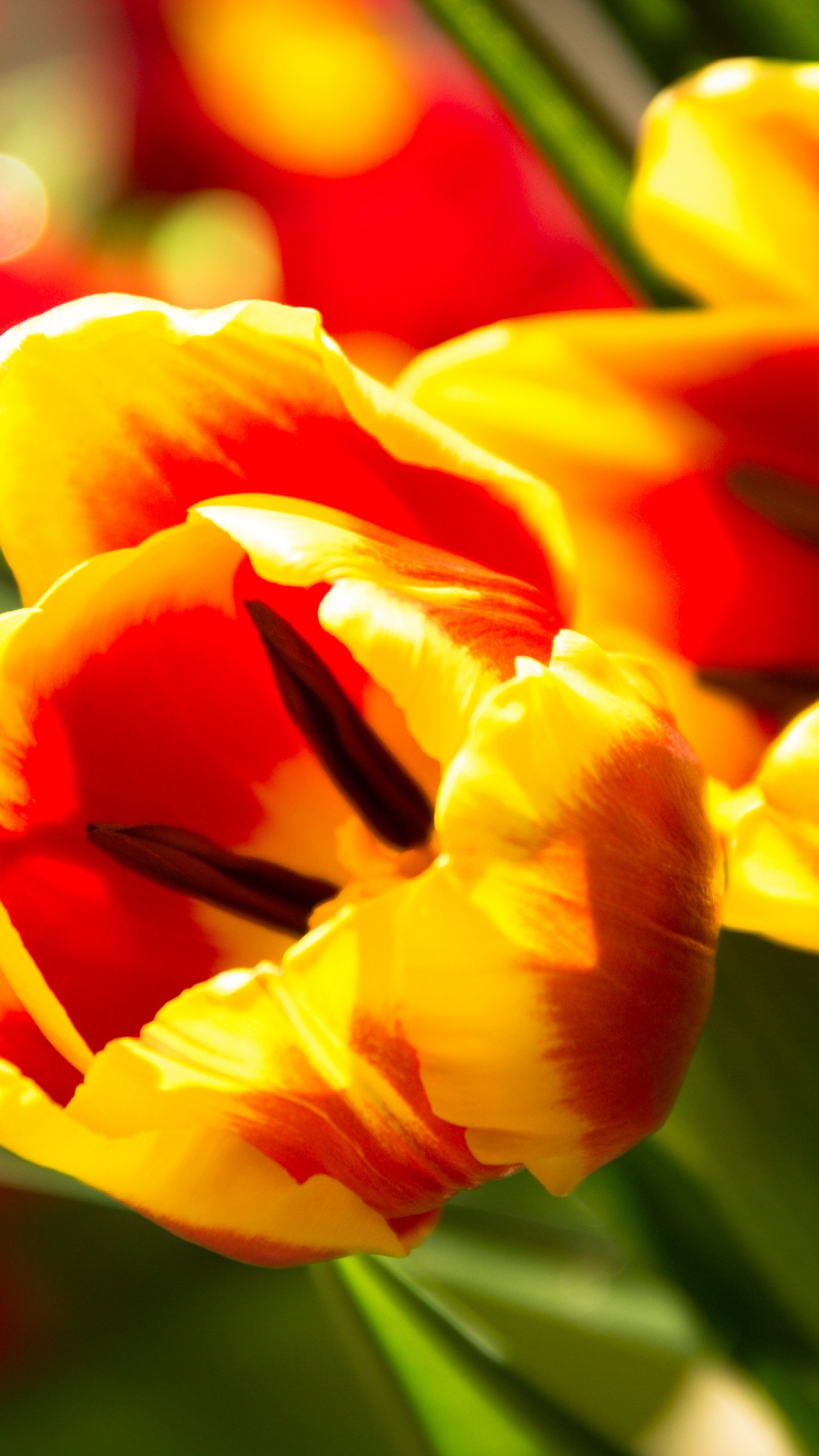 Tulip Wallpaper, Android