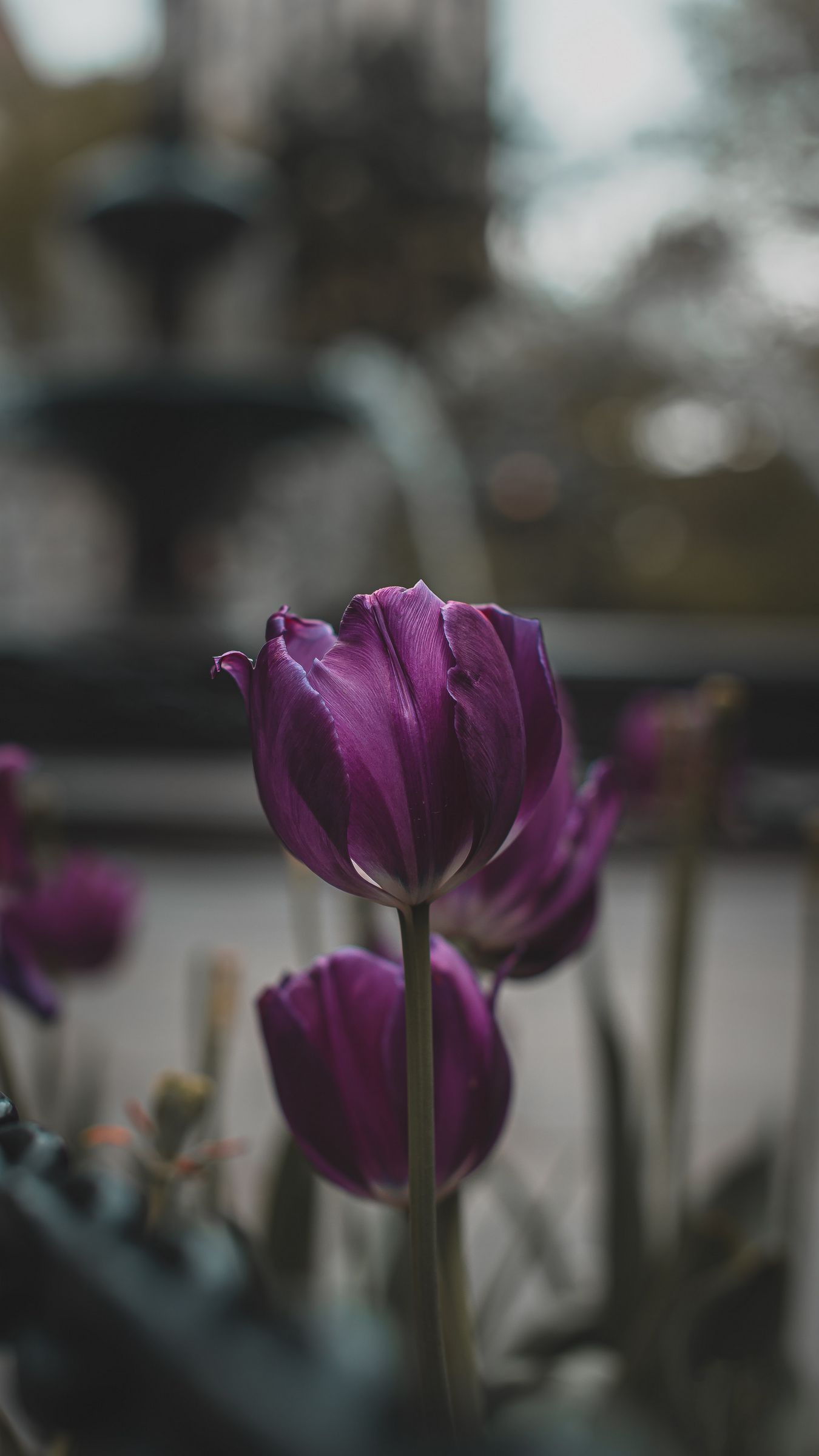 Download wallpaper 1350x2400 tulips