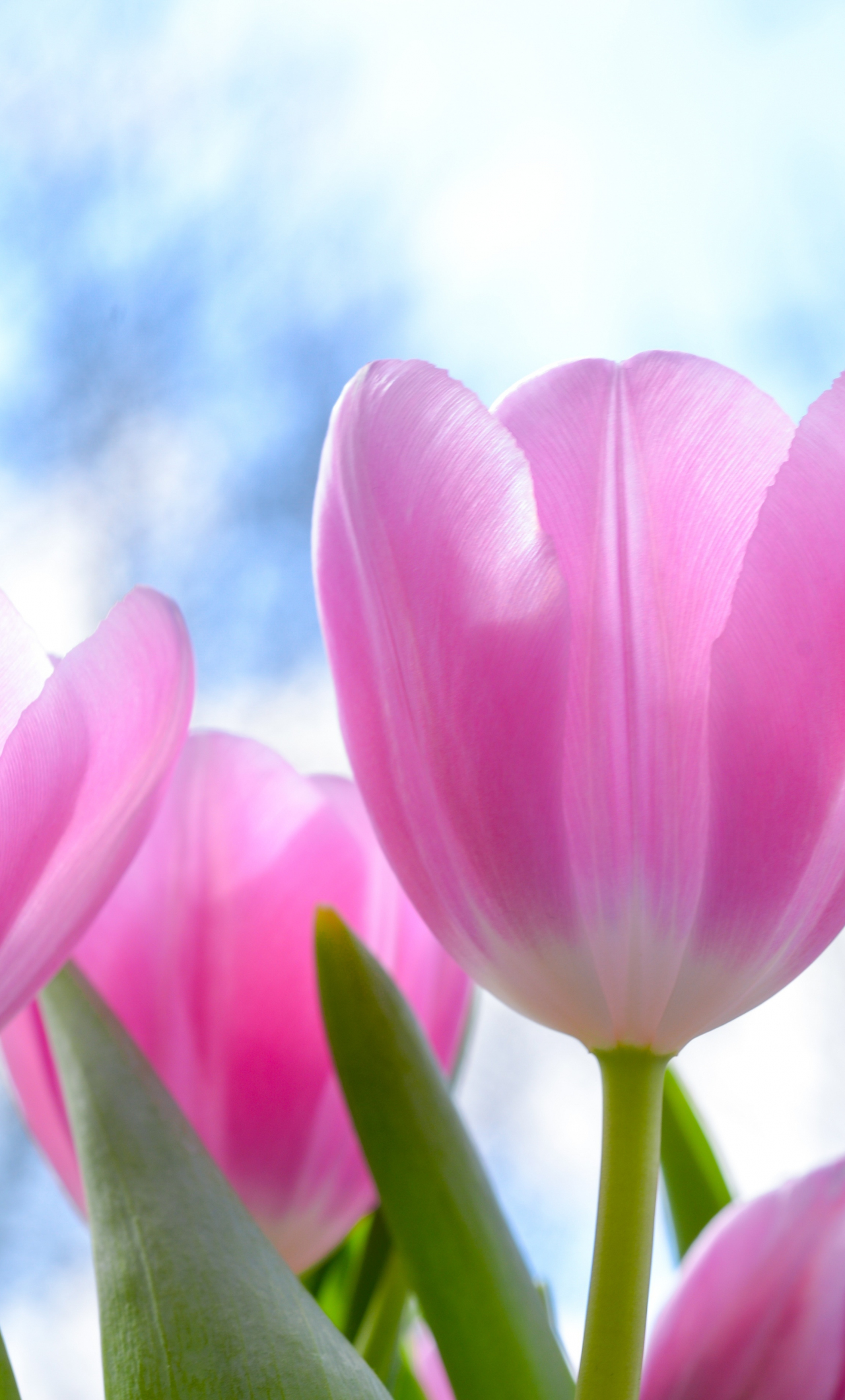 Download wallpaper 1280x2120 fresh