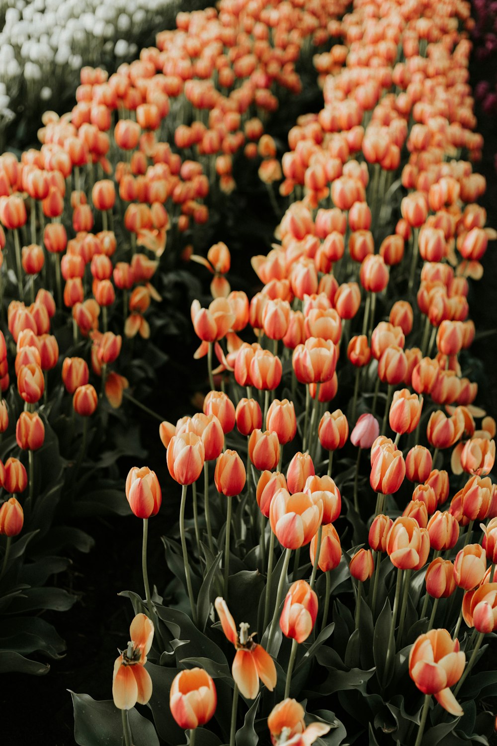Orange tulip garden photo