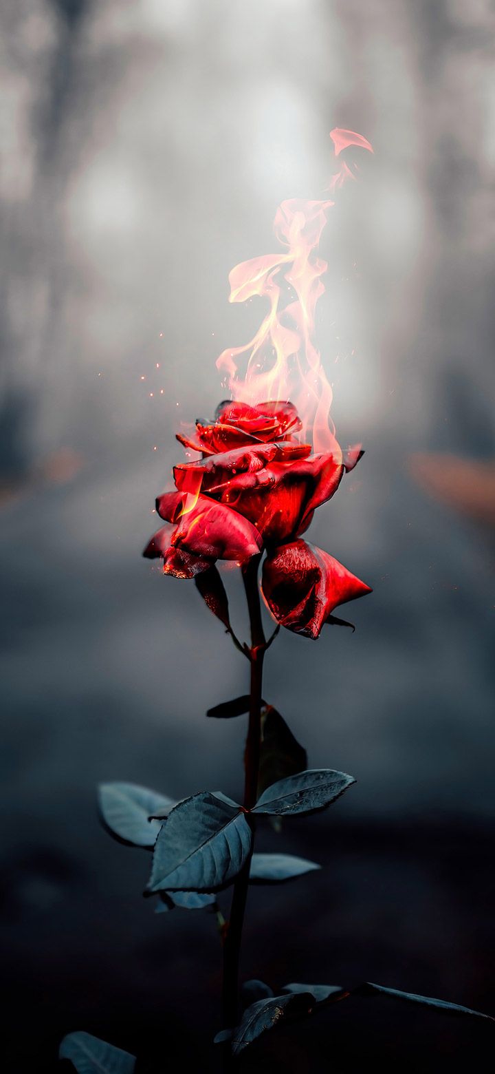 Rose wallpaper