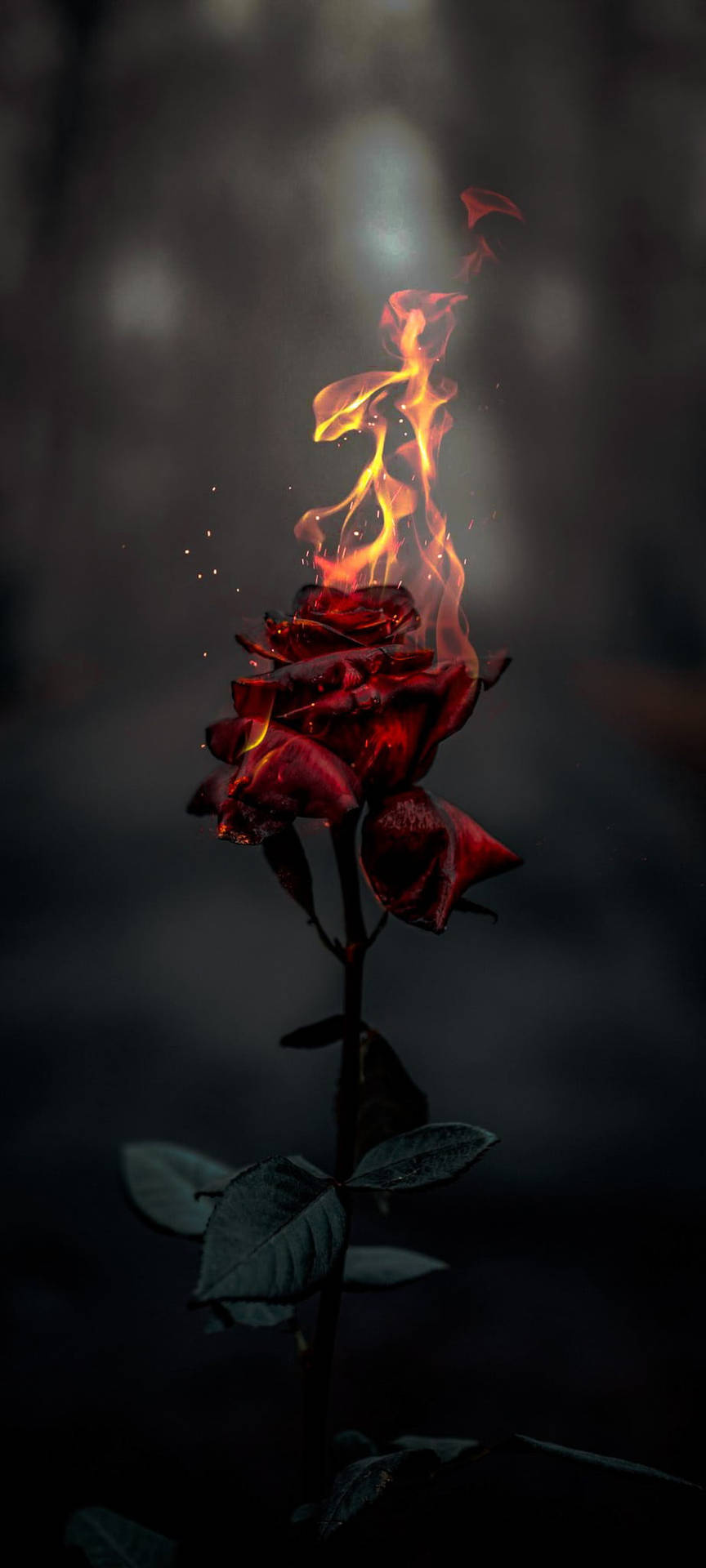 Burning Roses Image