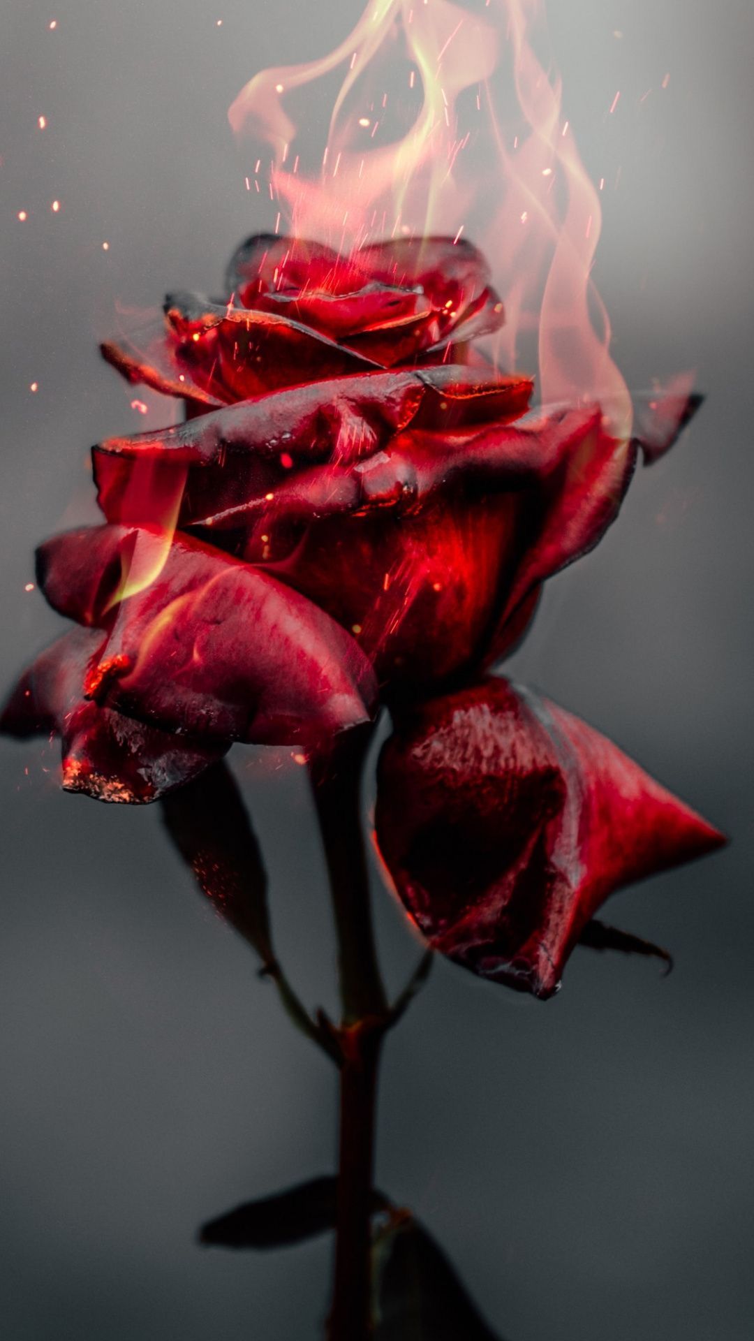Red roses wallpaper, Burning rose