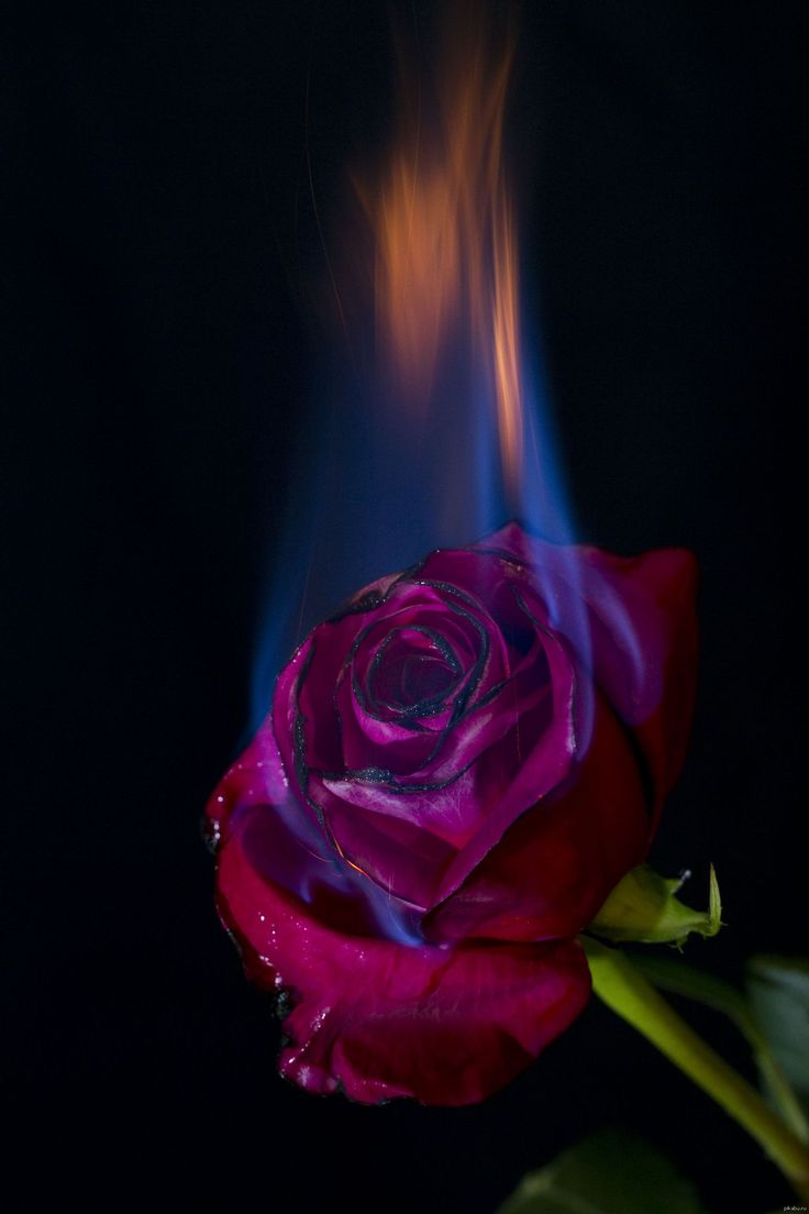 Rose on fire, Burning rose, Rose wallpaper