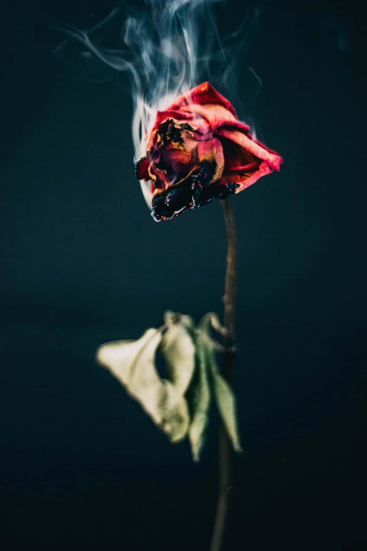 Flaming Rose Wallpaper