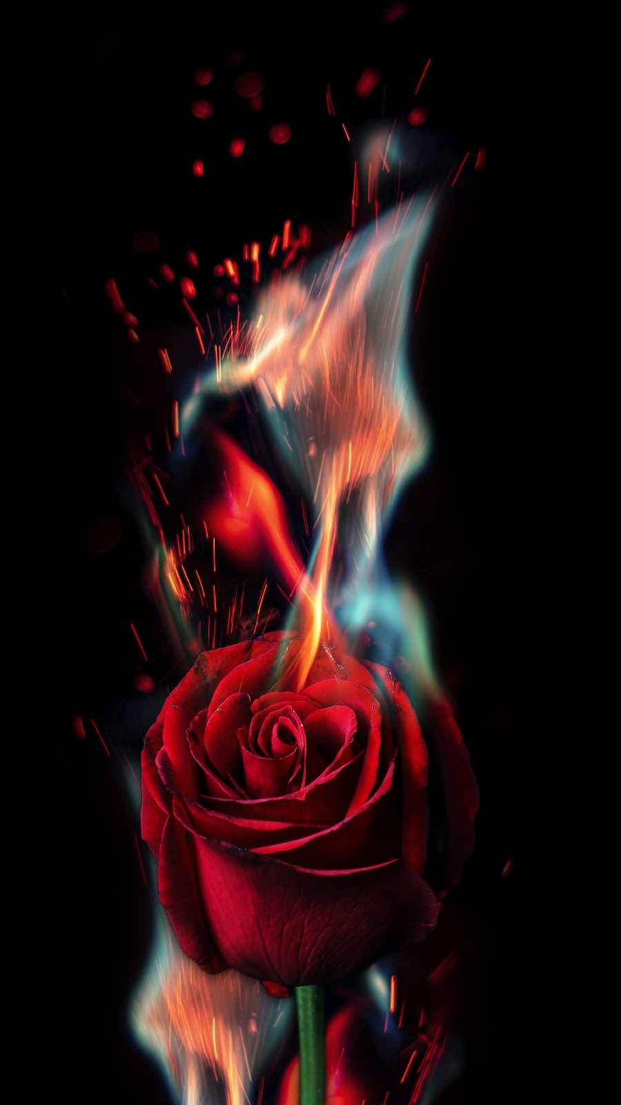 Rose Fire IPhone Wallpaper